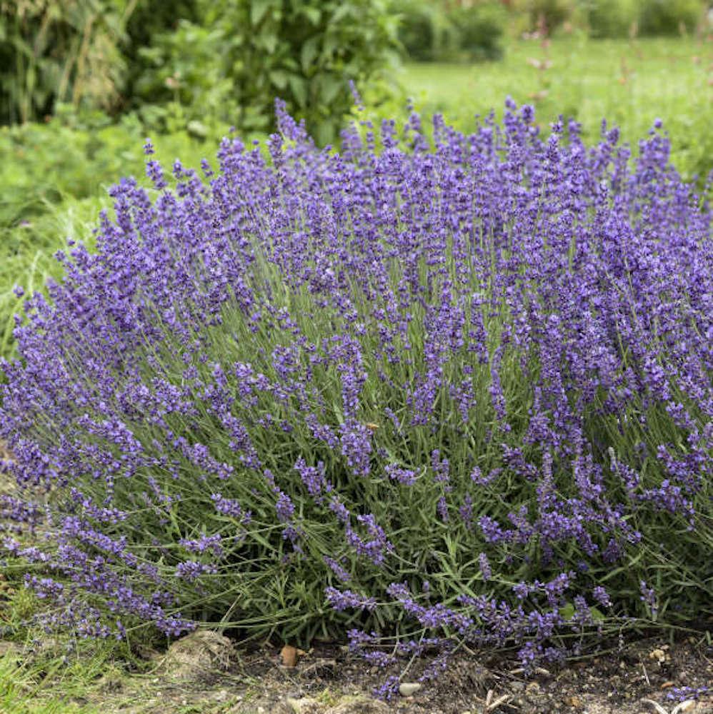 Lavandula angustifolia 'Imperial Gem' | Native Sons Wholesale Nursery