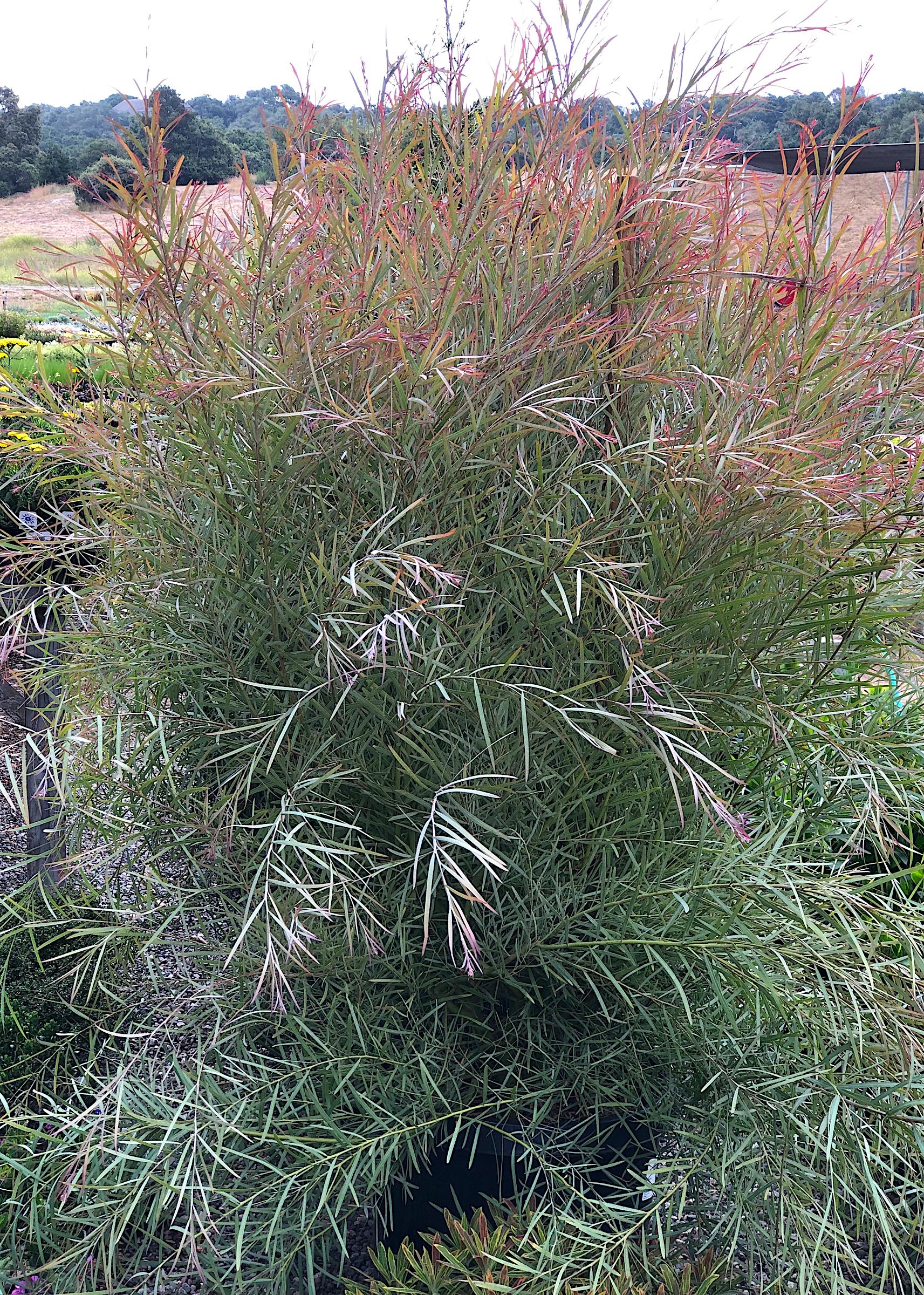 Acacia iteaphylla | Native Sons Wholesale Nursery