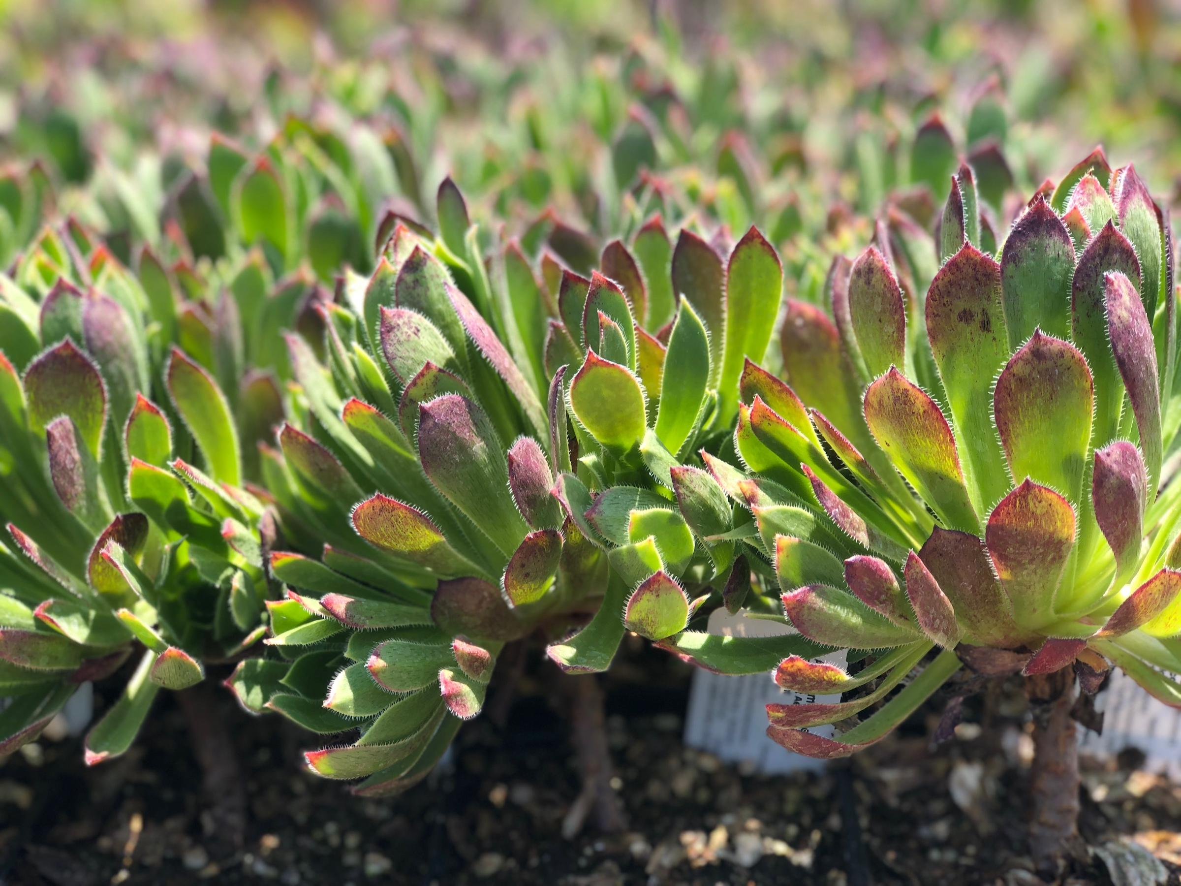 Aeonium 'Cabernet' | Native Sons Wholesale Nursery