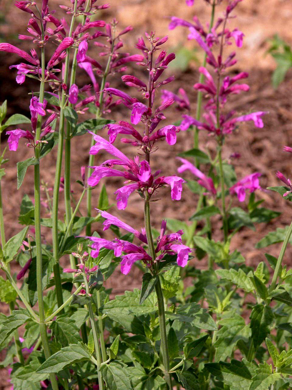 Agastache 'heatwave' 