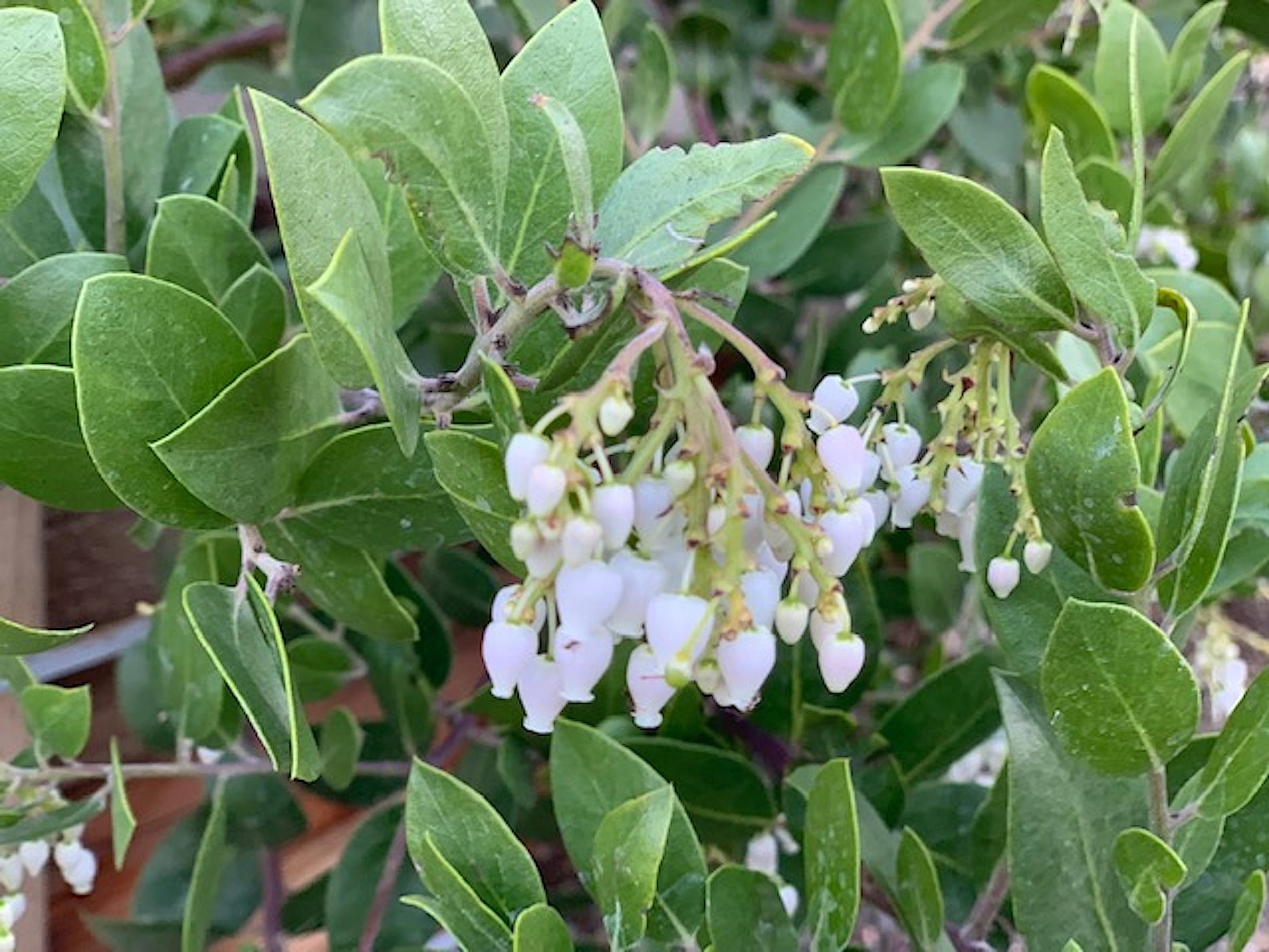 Arctostaphylos manzanita 'Laguna White' | Native Sons Wholesale Nursery