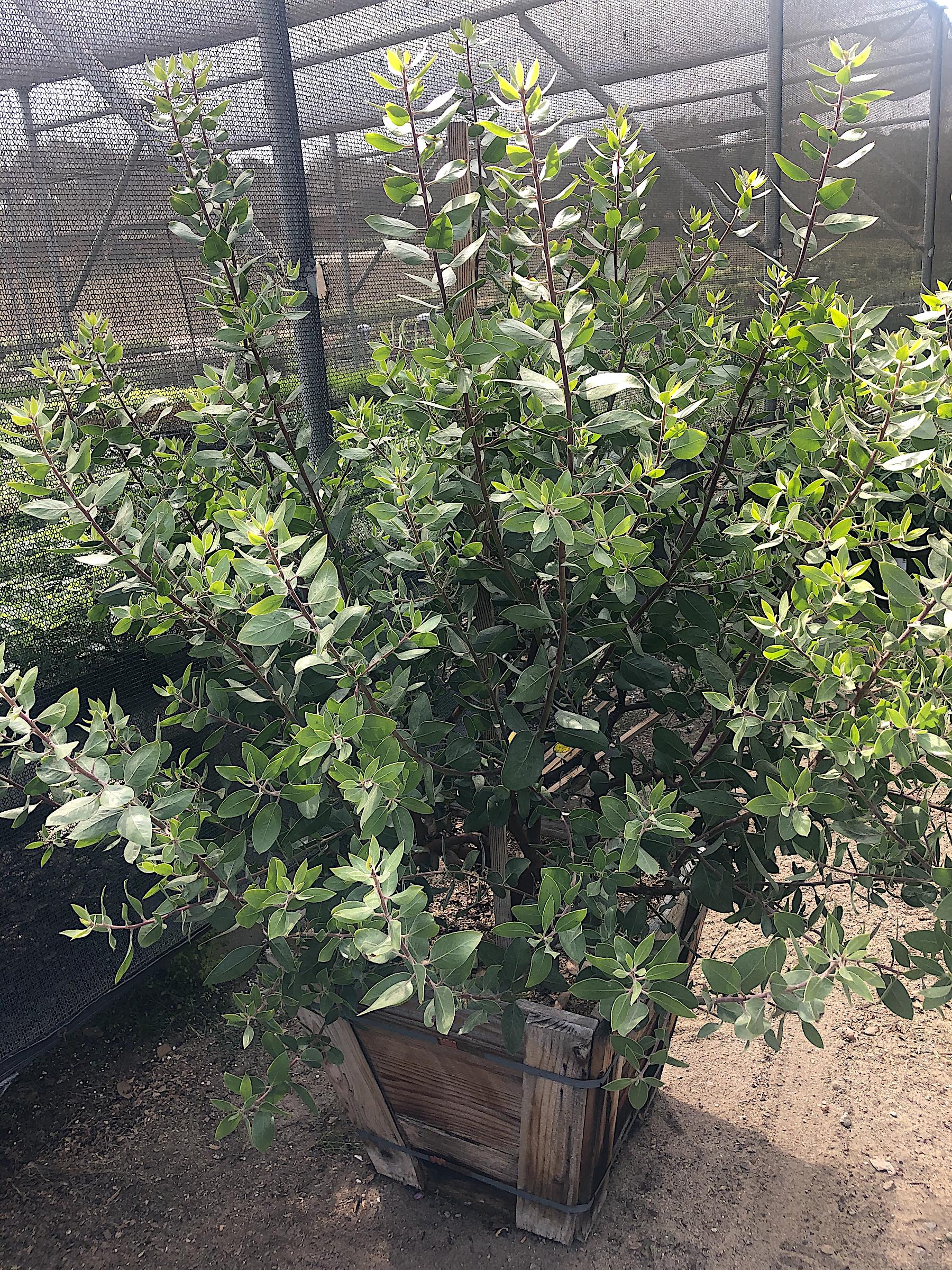 Arctostaphylos manzanita 'St. Helena' | Native Sons Wholesale Nursery