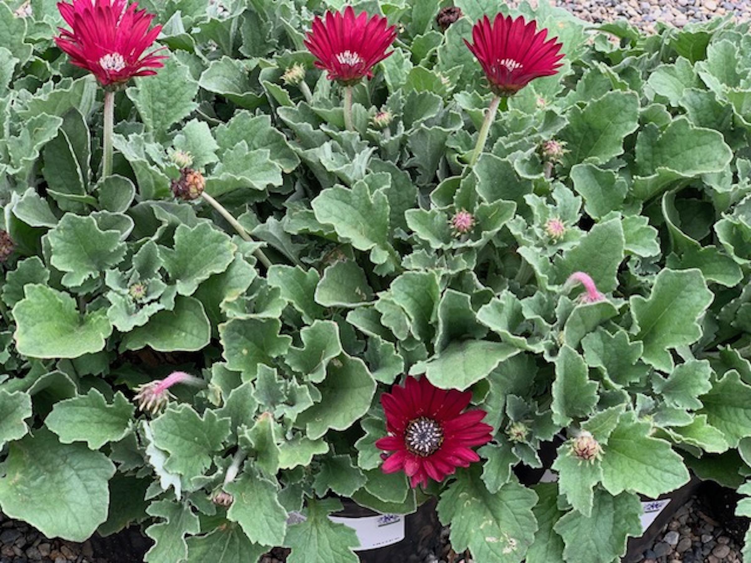 Arctotis Majec Ruby | Native Sons Wholesale Nursery