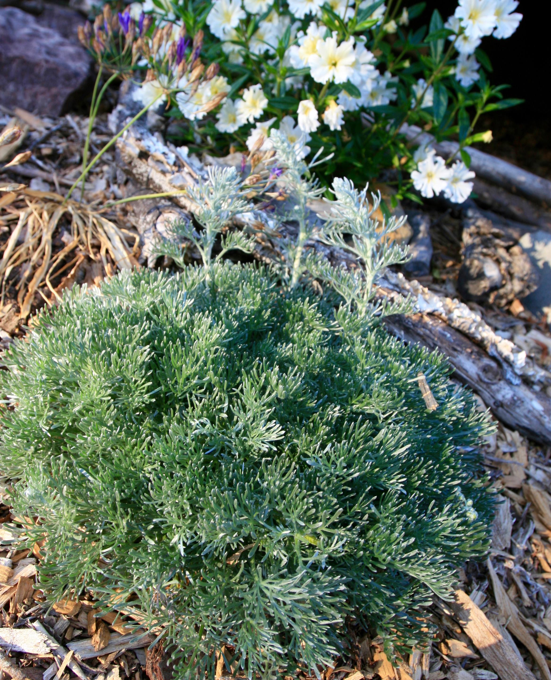 Artemisia pycnocephala 'David's Choice' | Native Sons Wholesale Nursery