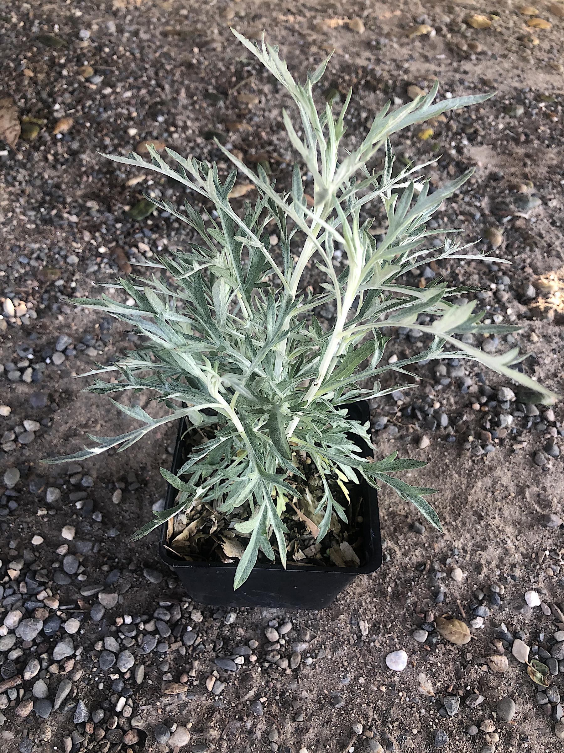 Artemisia ludoviciana ‘Silver King’ | Native Sons Wholesale Nursery
