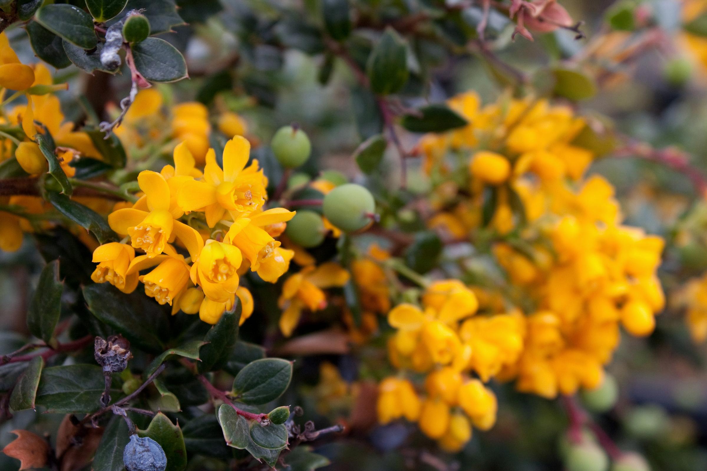 Berberis darwinii | Native Sons Wholesale Nursery