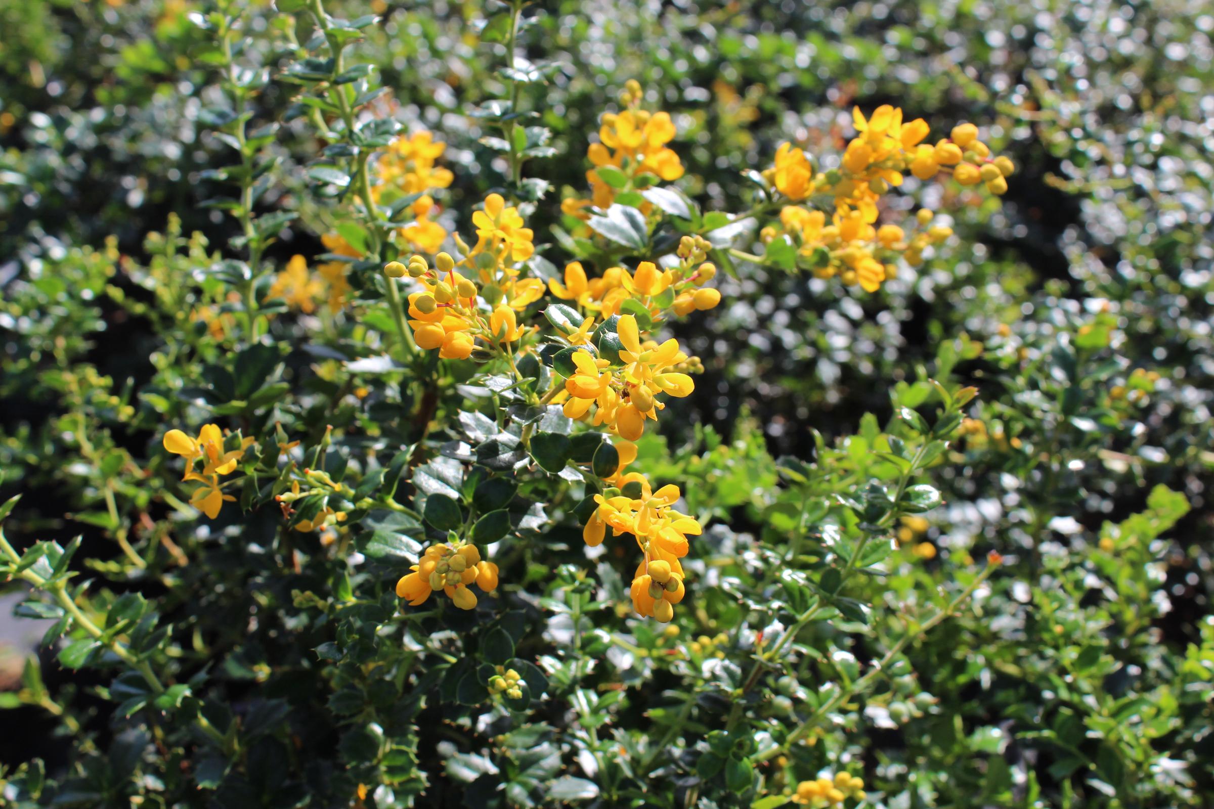 Berberis darwinii | Native Sons Wholesale Nursery