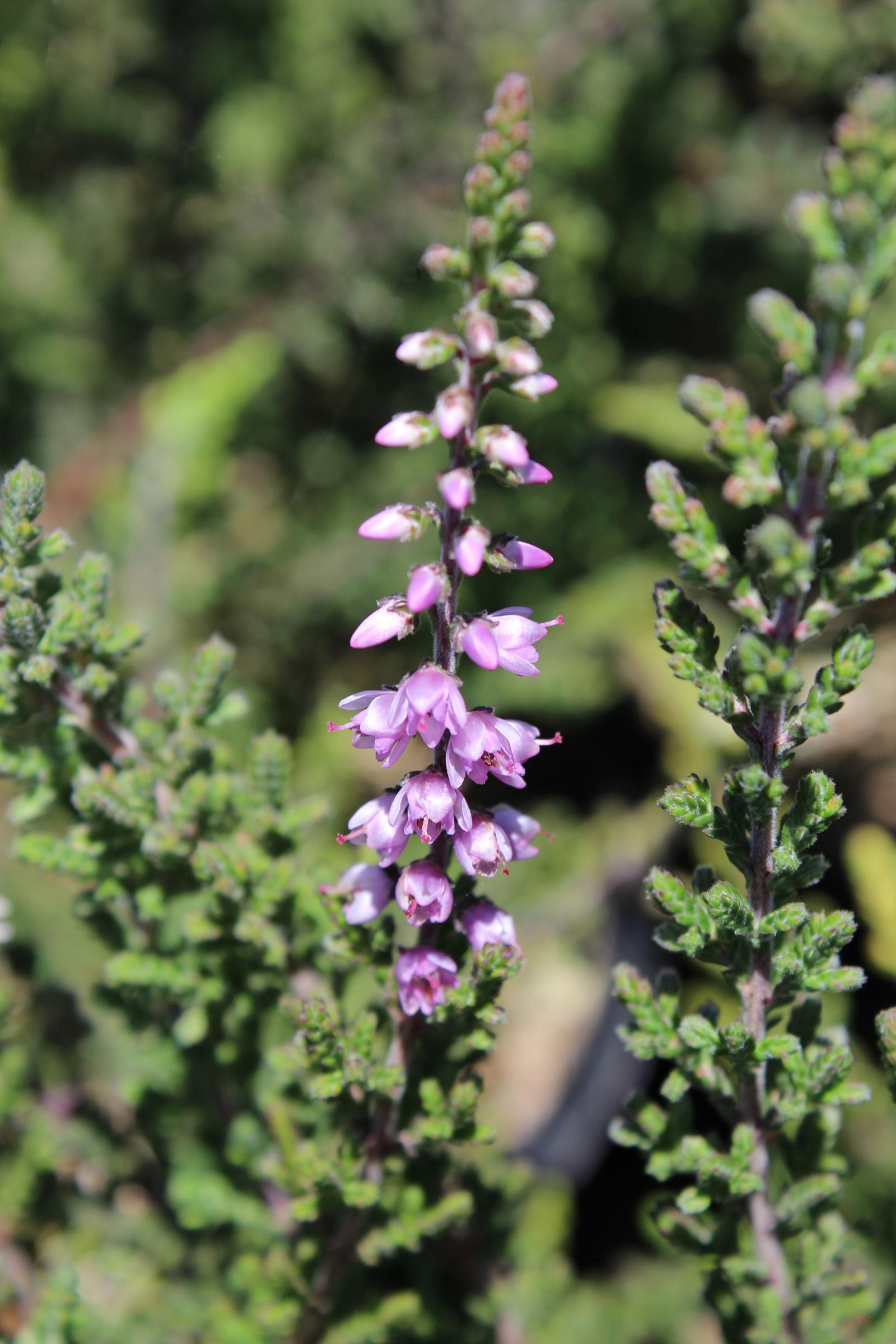 Calluna vulgaris 'Kerstin' | Native Sons Wholesale Nursery