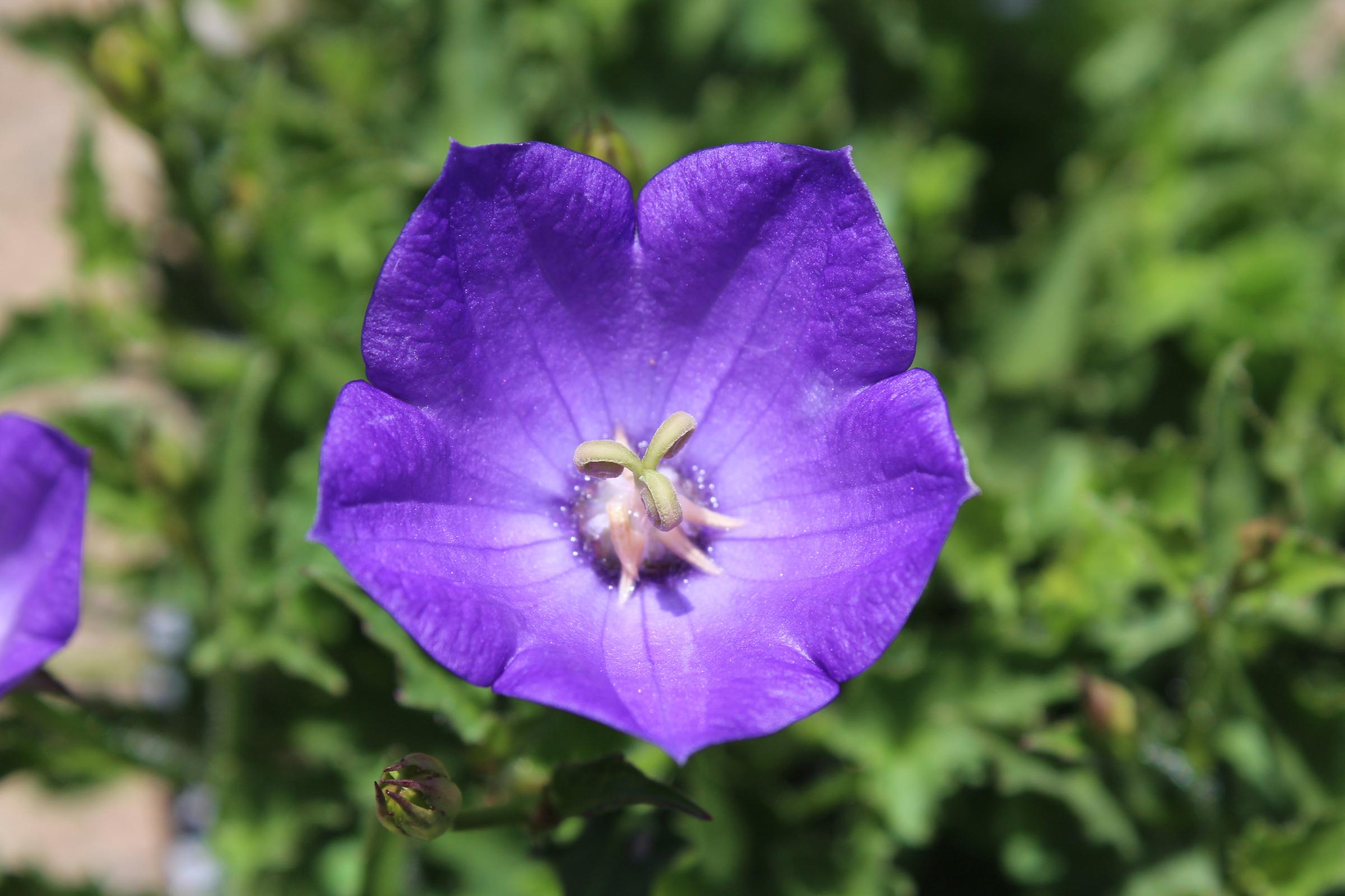 Campanula 'Blue Orb' | Native Sons Wholesale Nursery