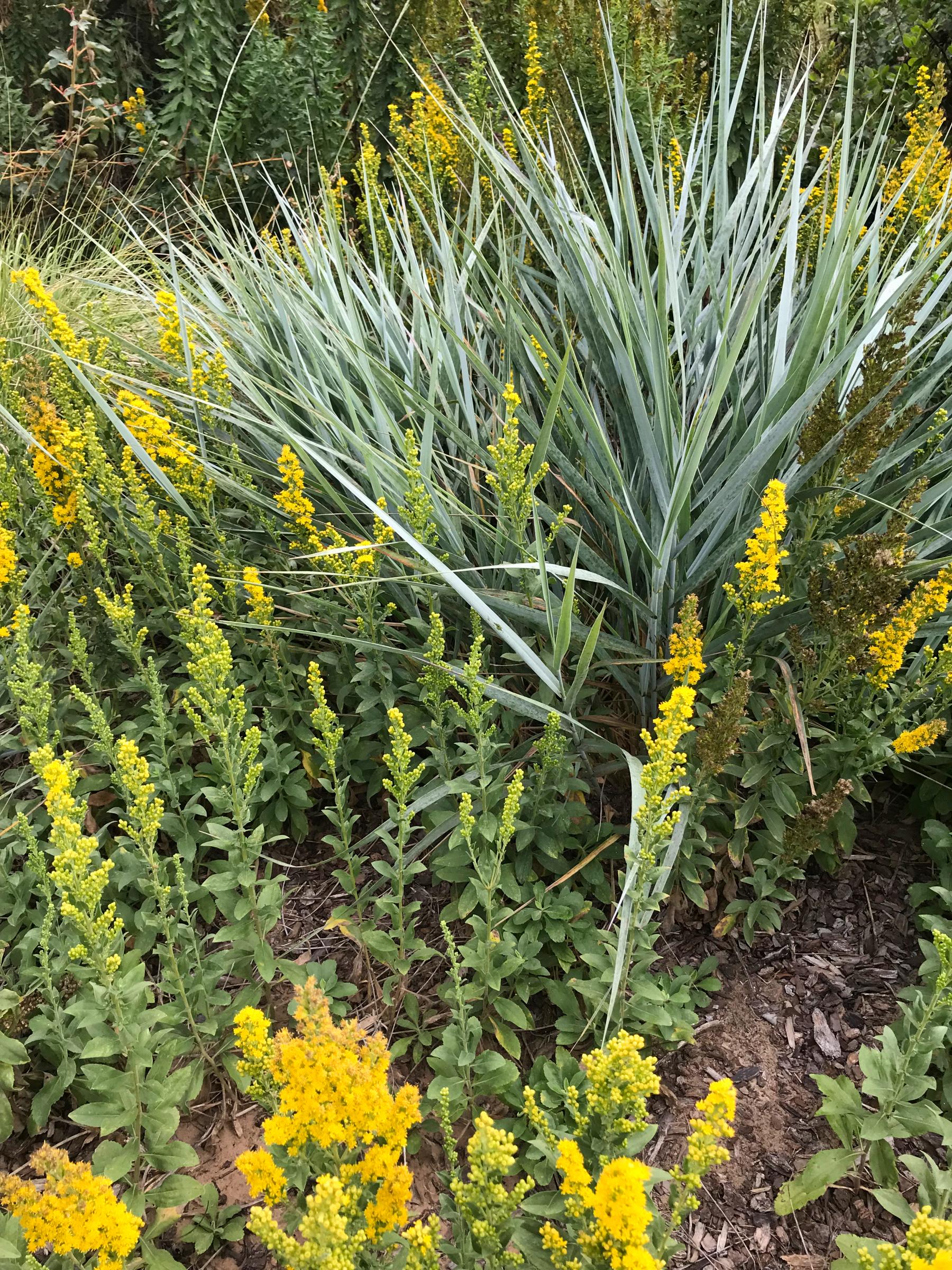 Solidago velutina ssp. californica | Native Sons Wholesale Nursery