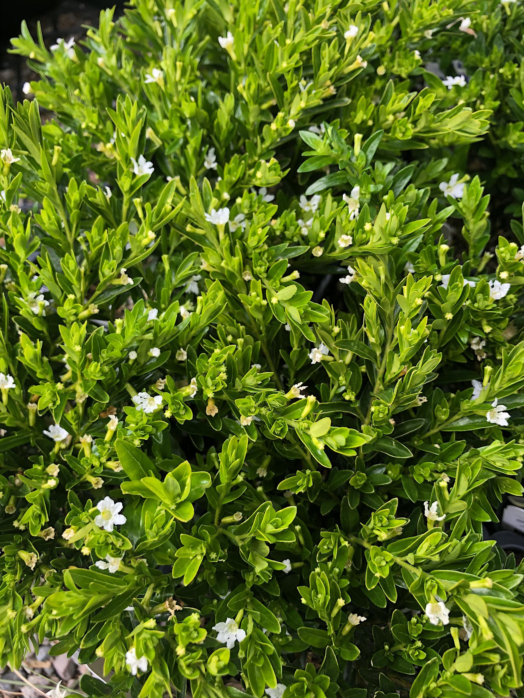 Cuphea hyssopifolia 'Alba' | Native Sons Wholesale Nursery