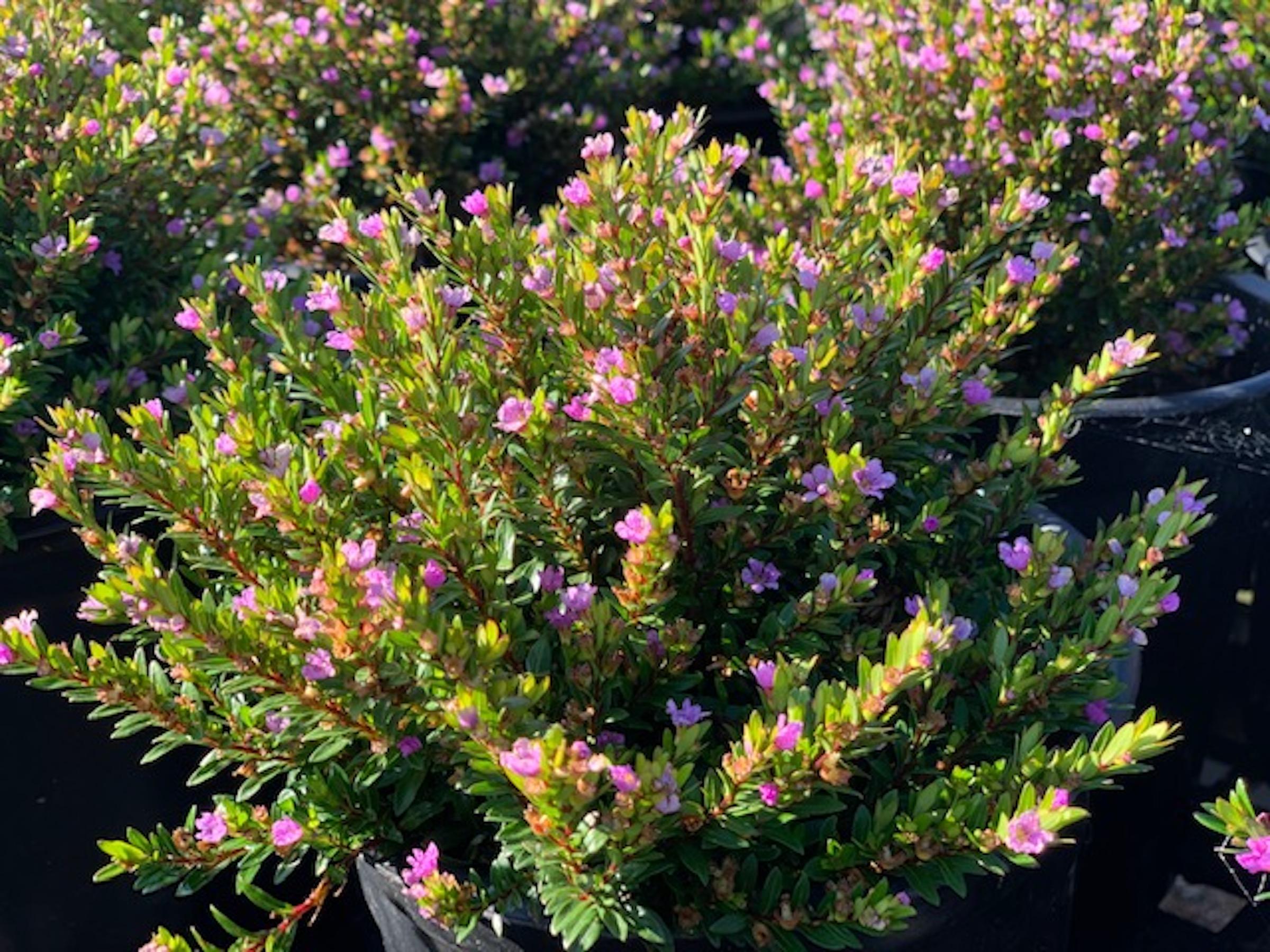 Altman Plants Lavender Cuphea Hyssopifolia Live Plant 