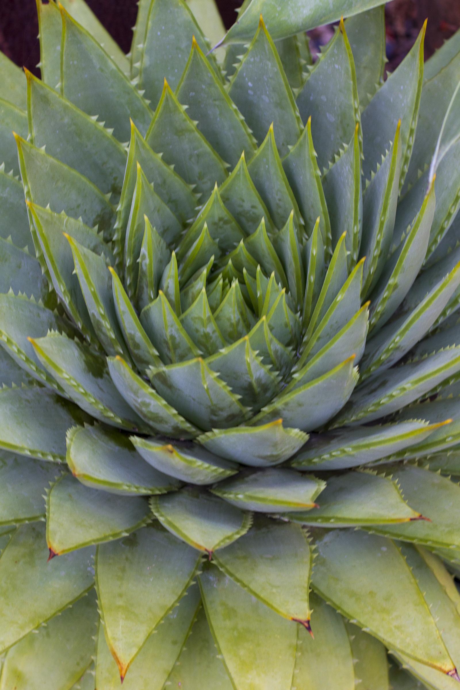 Aloe polyphylla 'Swirl' | Native Sons Wholesale Nursery