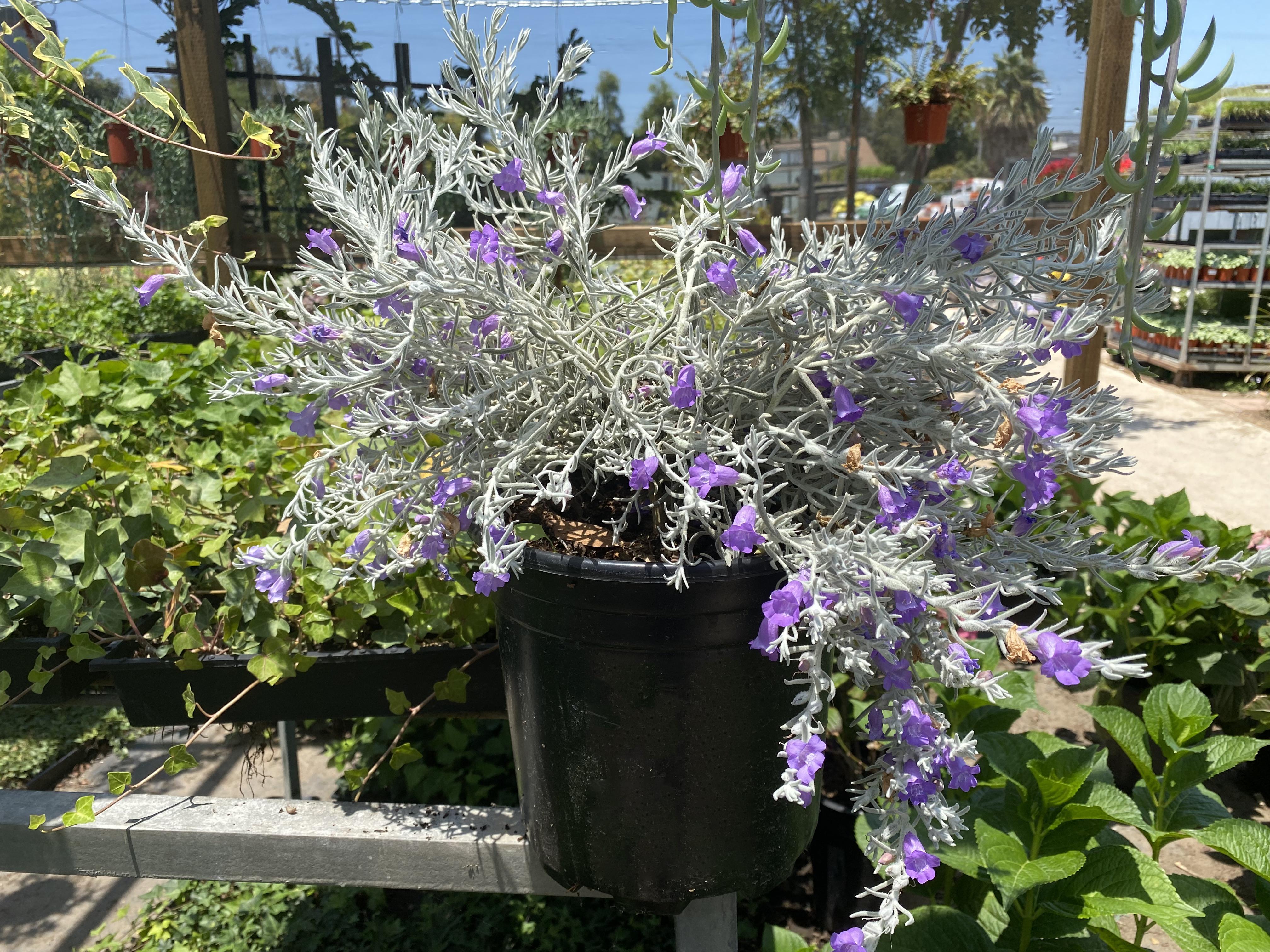 Eremophila 'Silver Striker™' | Native Sons Wholesale Nursery