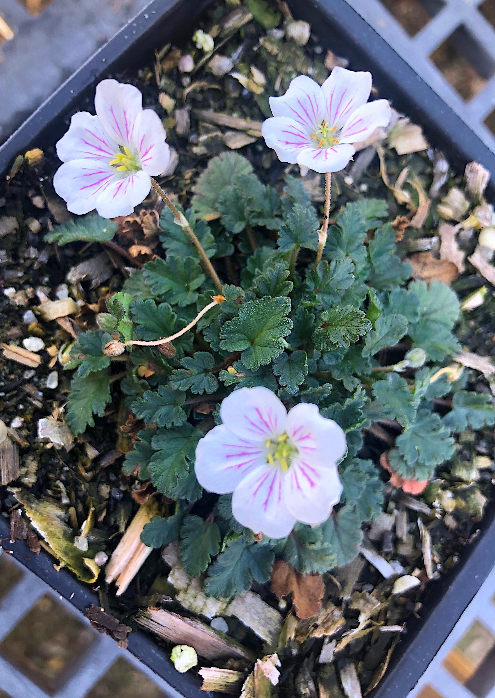 Erodium reichardii 'Album' | Native Sons Wholesale Nursery