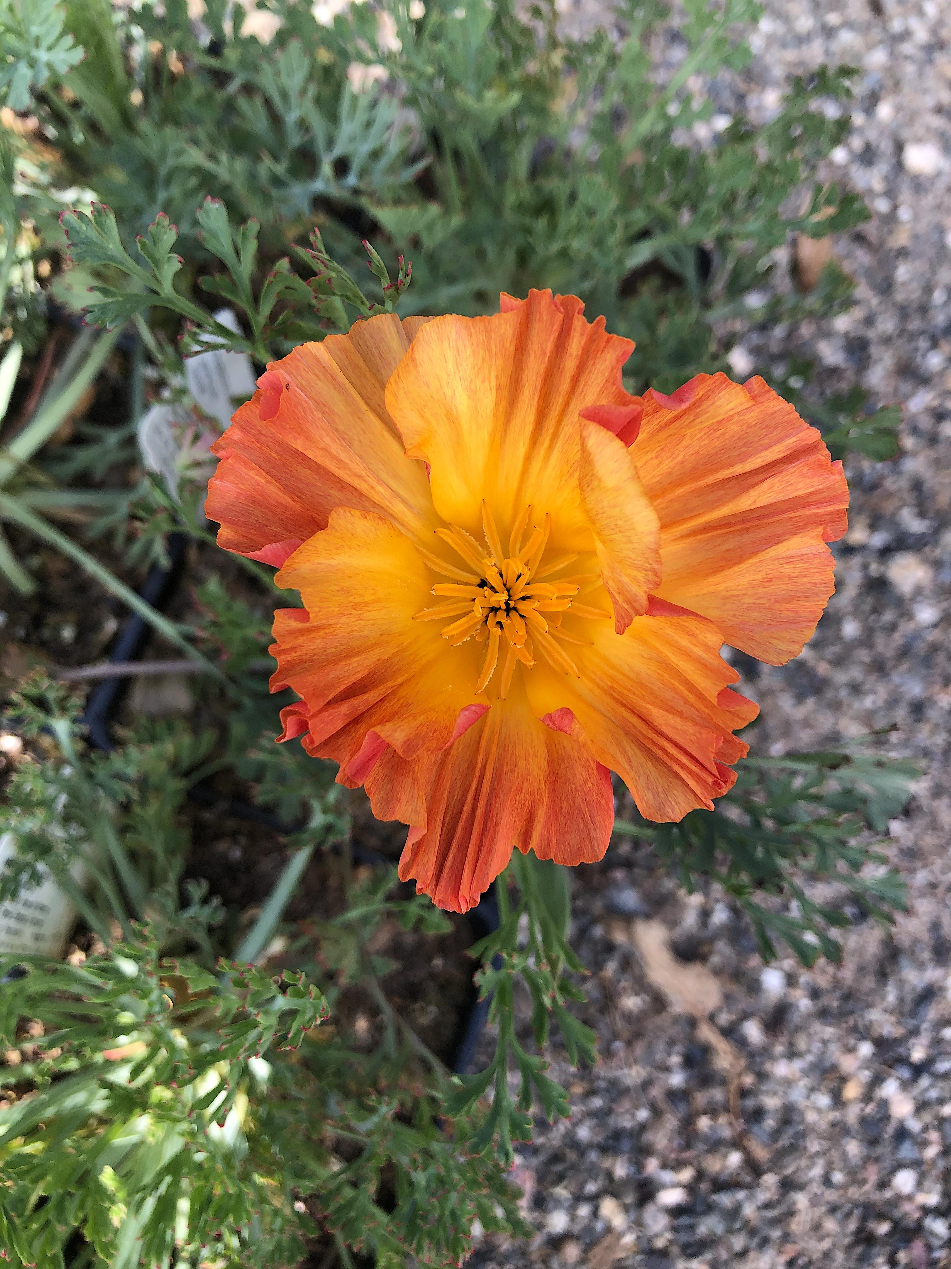 Eschscholzia californica 'Apricot Chiffon' | Native Sons Wholesale Nursery