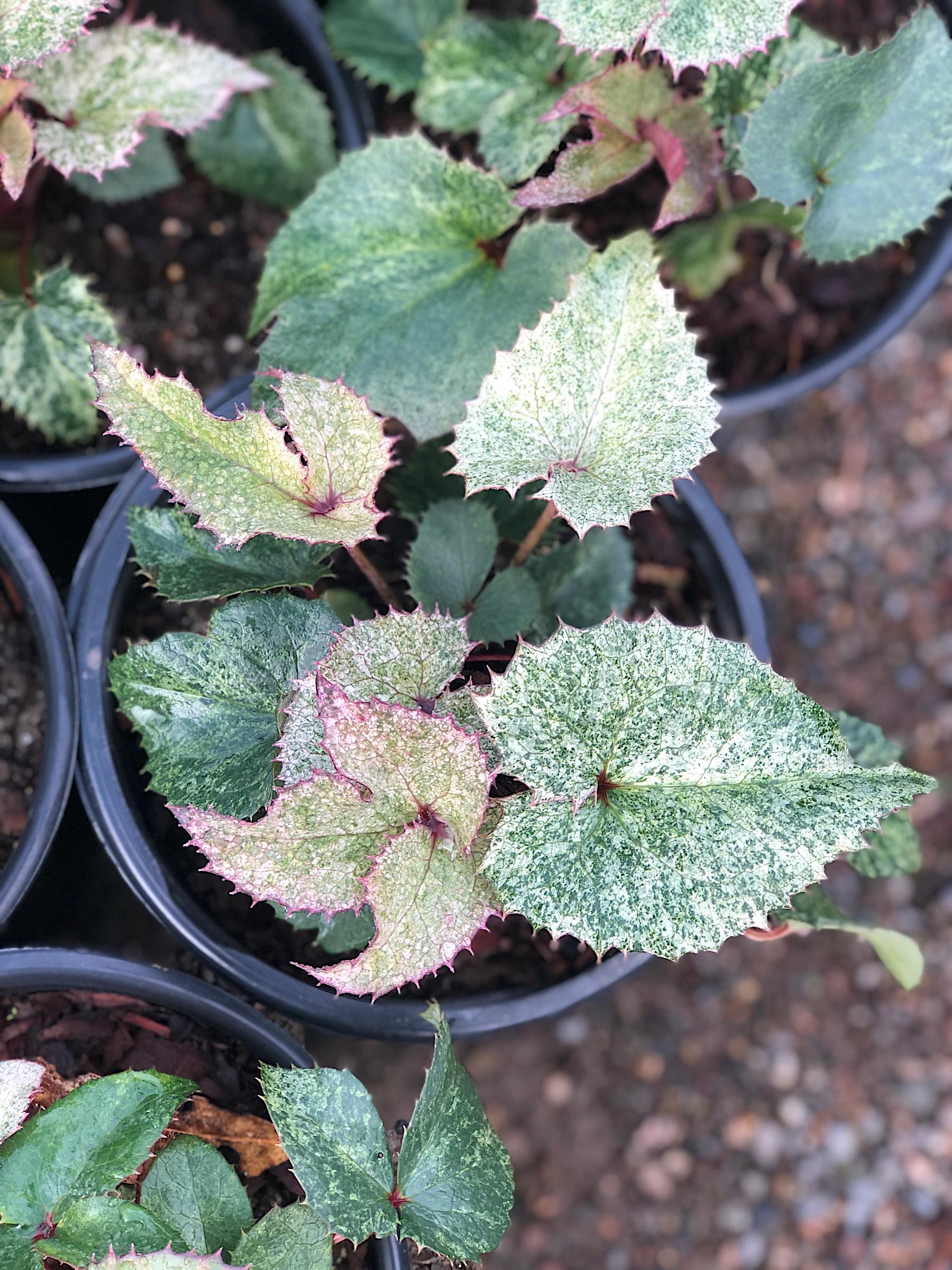 Helleborus argutifolius 'Pacific Frost' | Native Sons ...