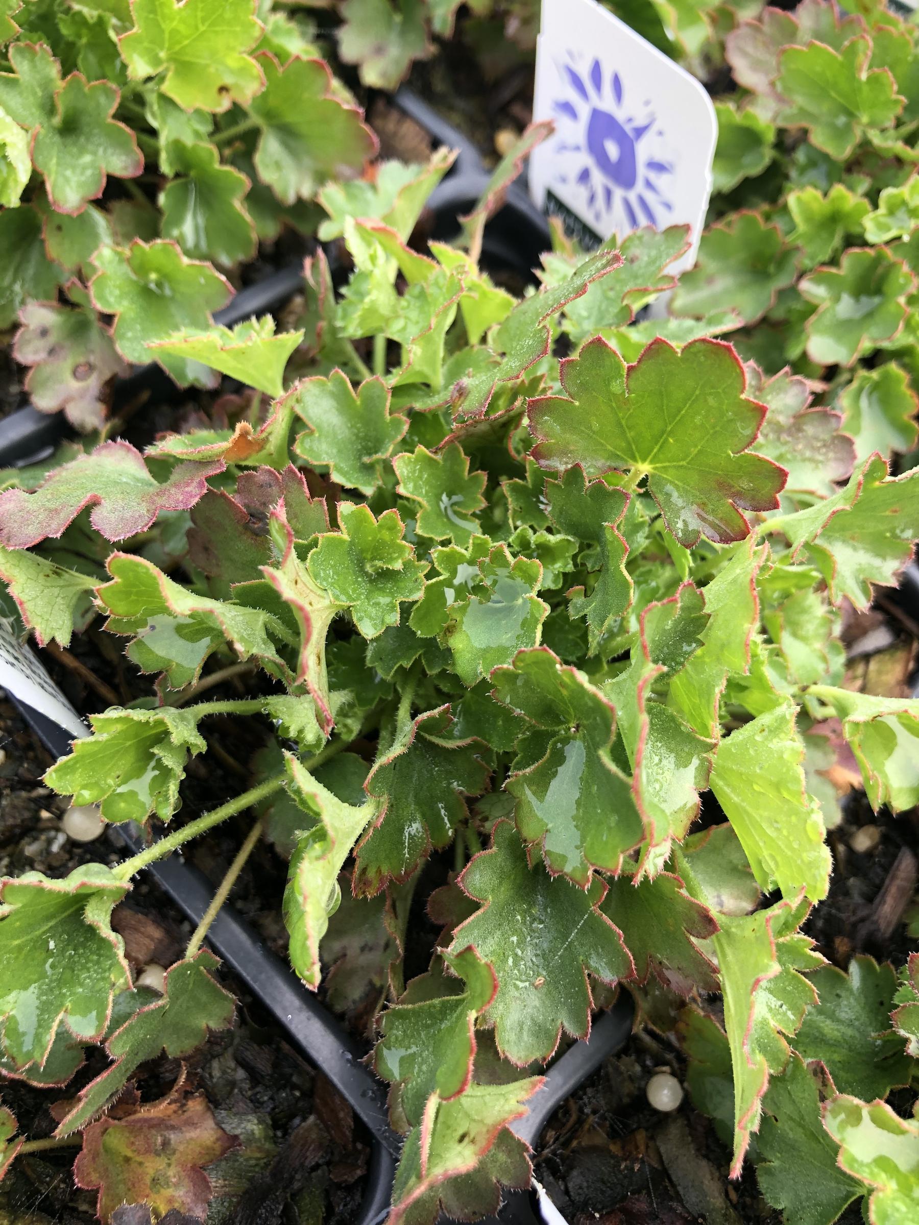 Heuchera 'Canyon Duet’ | Native Sons Wholesale Nursery