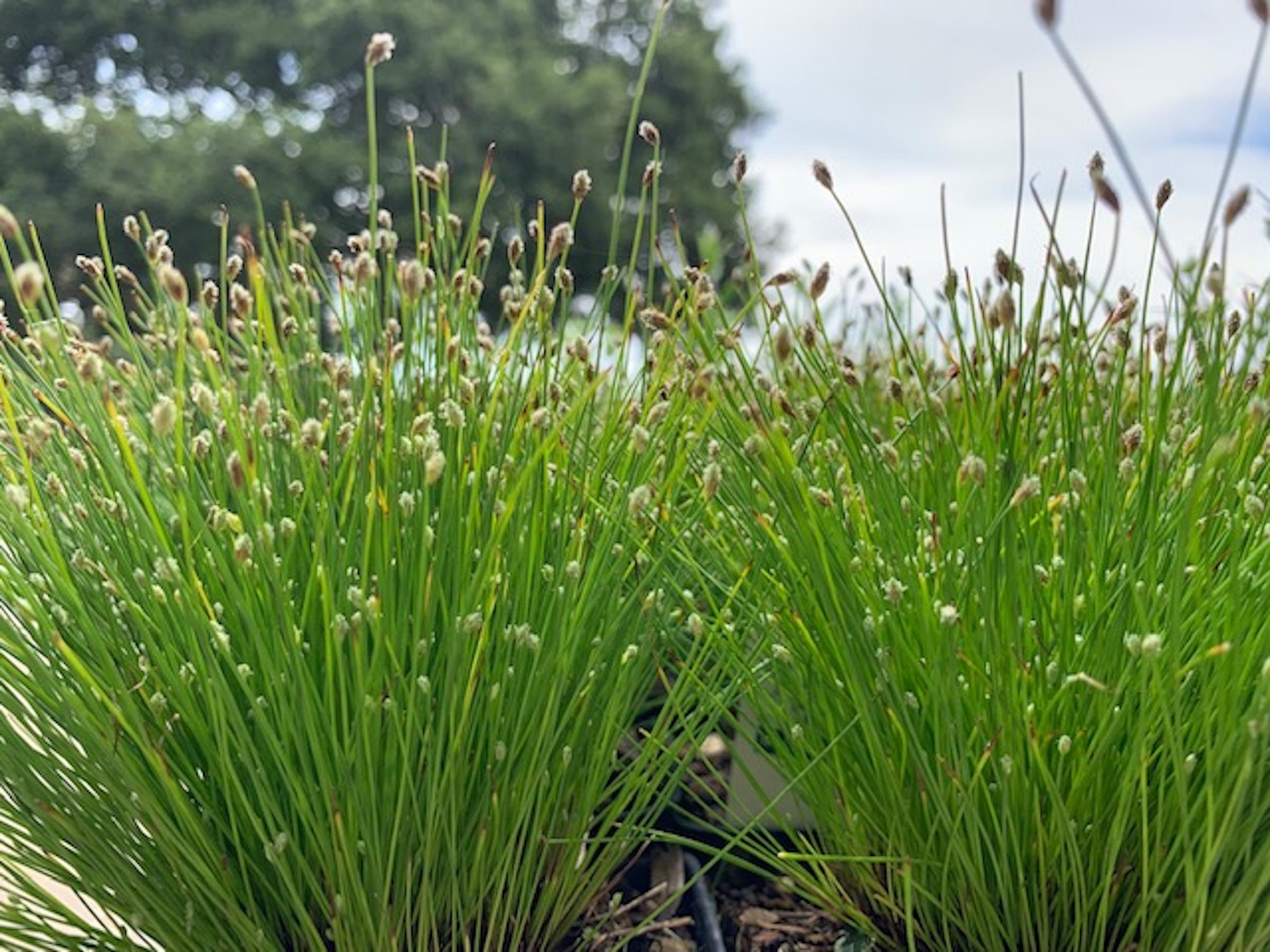 Scirpus cernuus | Native Sons Wholesale Nursery