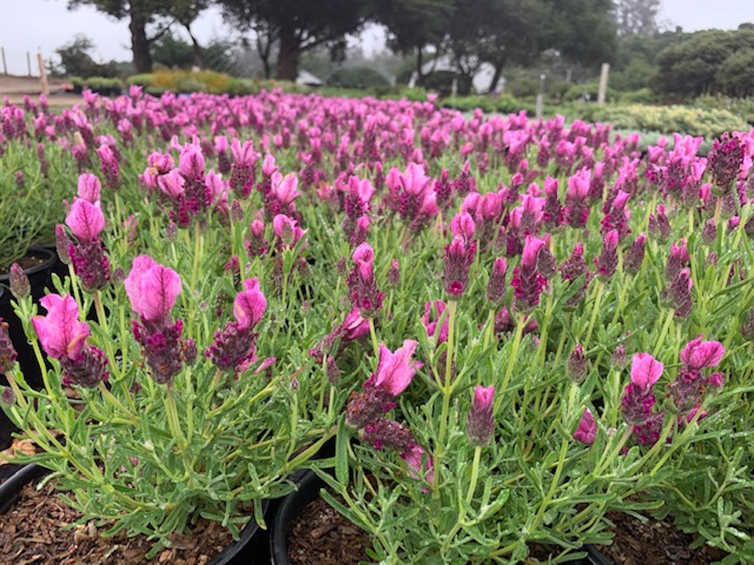 Lavandula stoechas 'Libelle Compact Rose'™ | Native Sons Wholesale Nursery