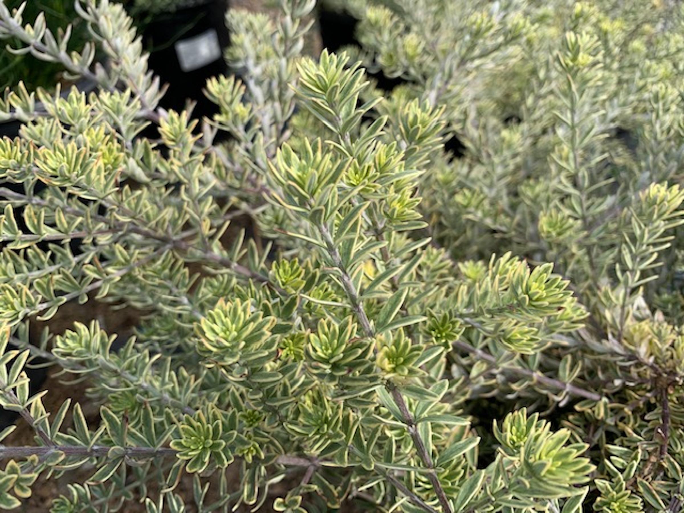 Westringia  Wynyabbie Highlight  Native Sons Wholesale Nursery