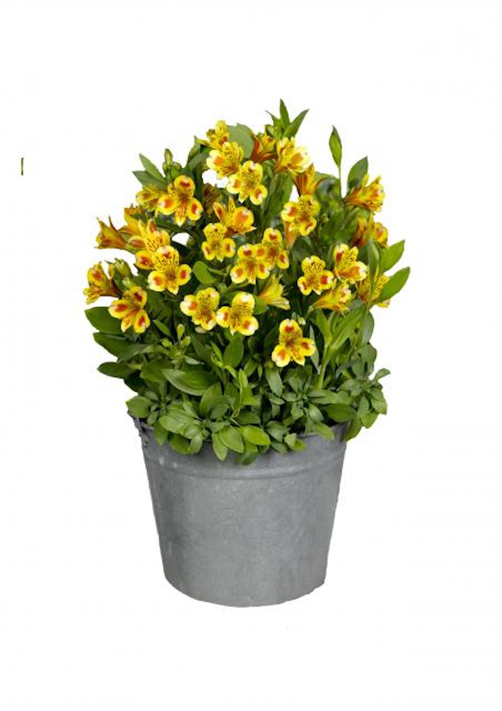 Alstroemeria 'Inca Exotica' | Native Sons Wholesale Nursery