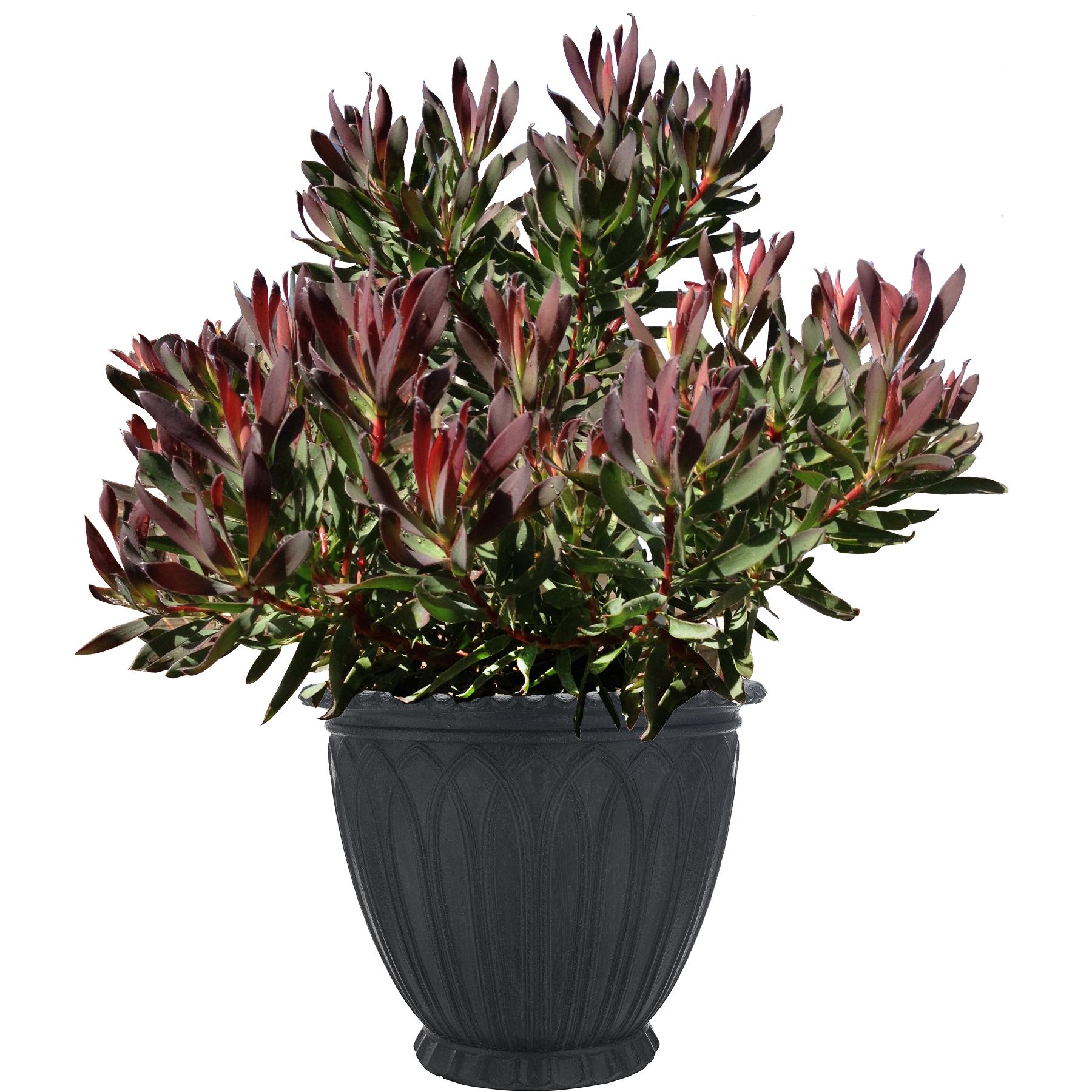 Leucadendron hybrid ROYAL HAWAIIAN® ‘Hawaii Magic’ | Native Sons