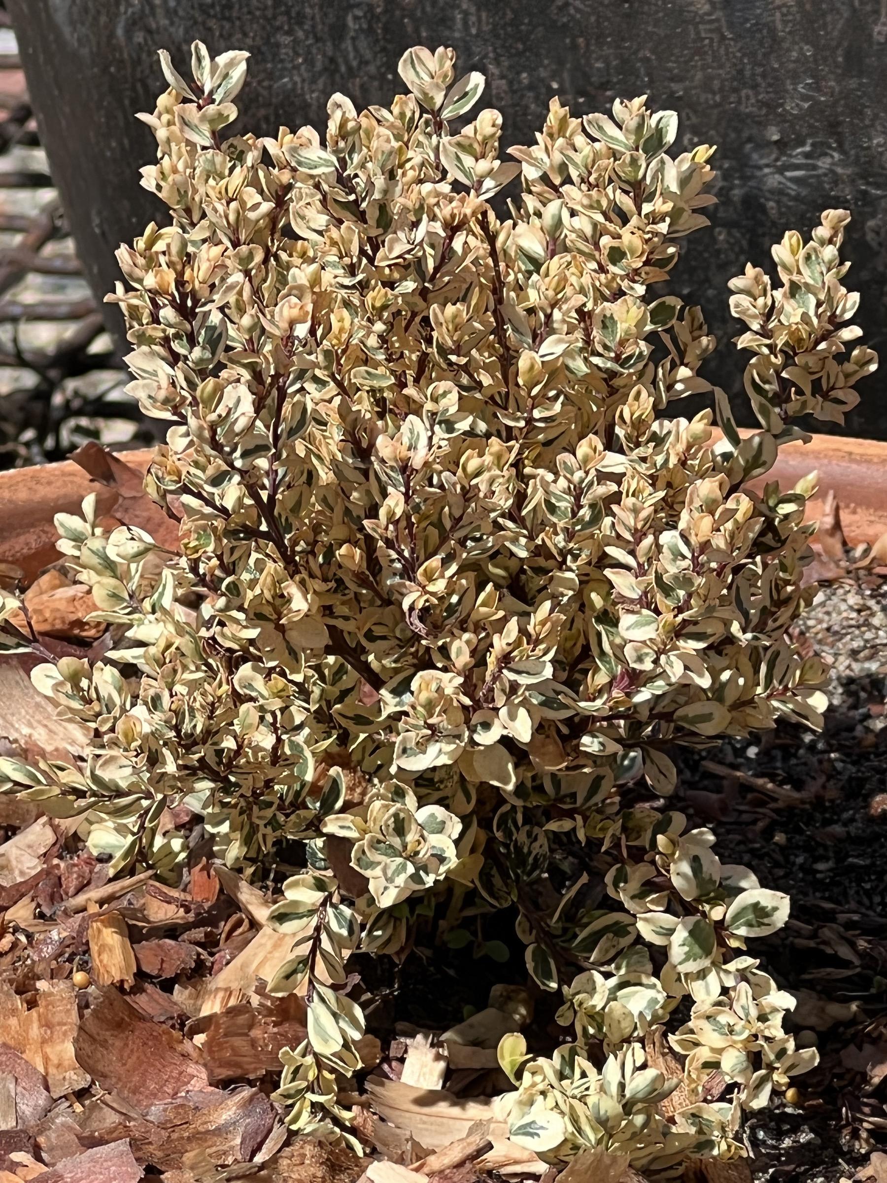 Myrsine africana 'Scarlett Marglin' | Native Sons Wholesale Nursery