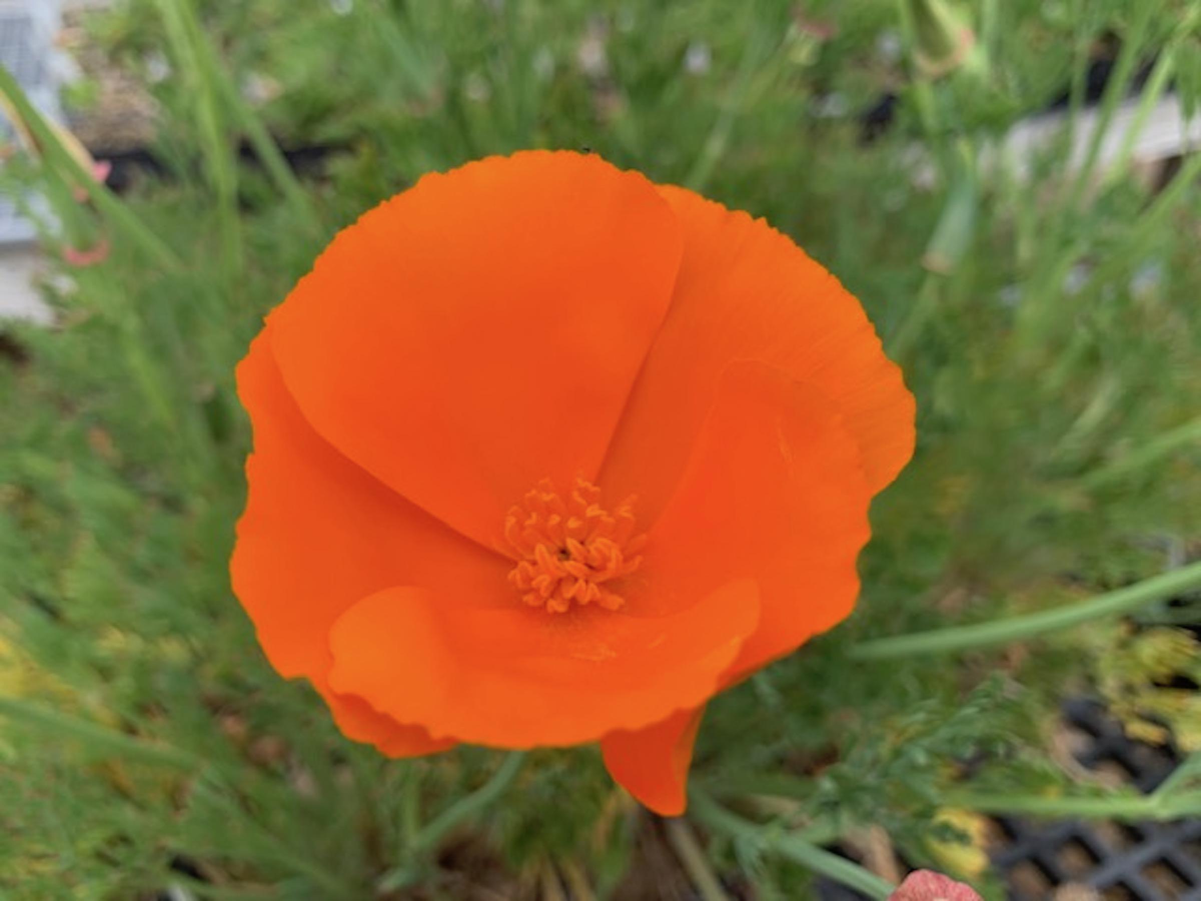 California Poppy Plants