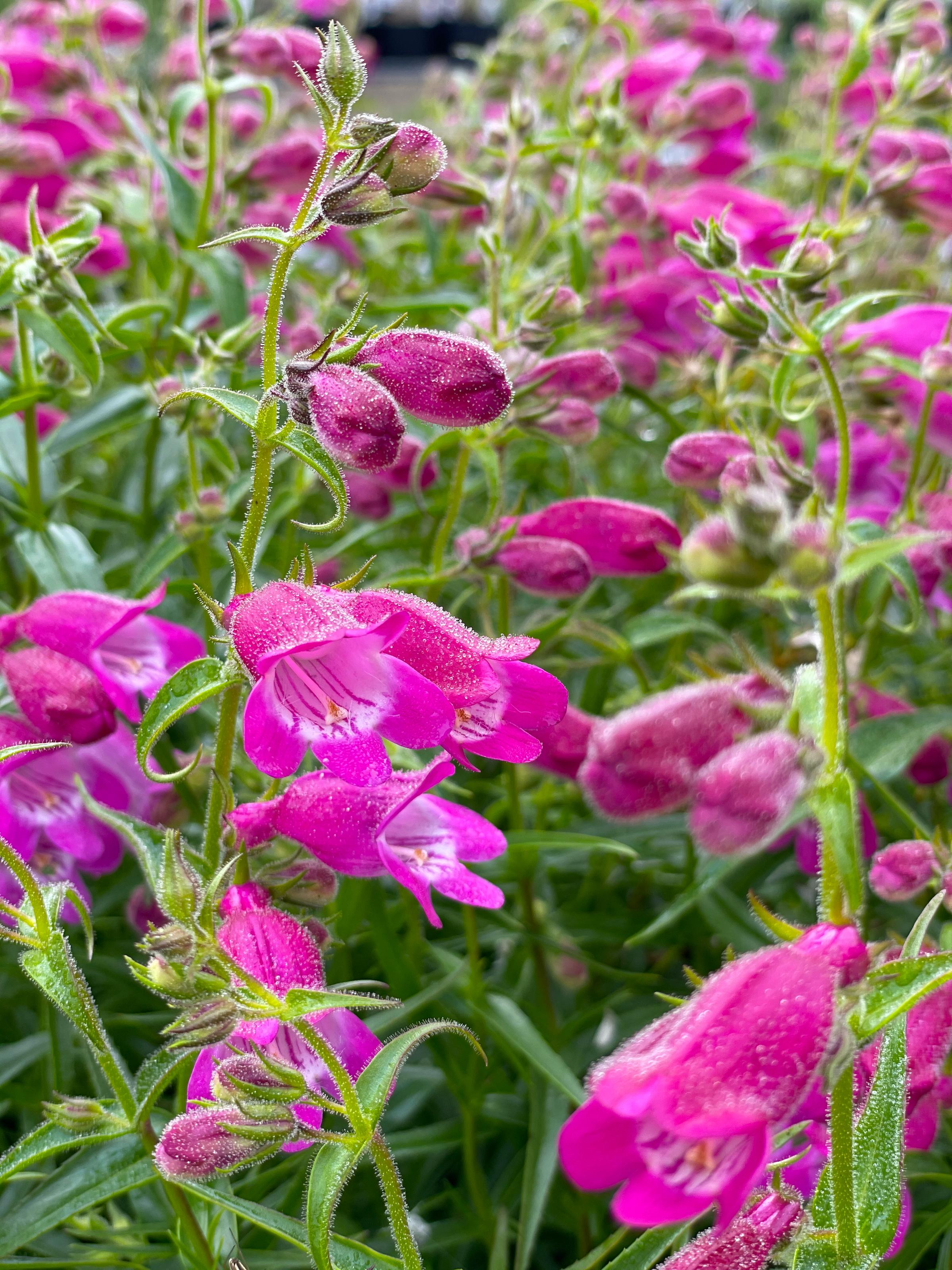 Penstemon x mexicali ‘Red Rocks ®’ | Native Sons Wholesale Nursery