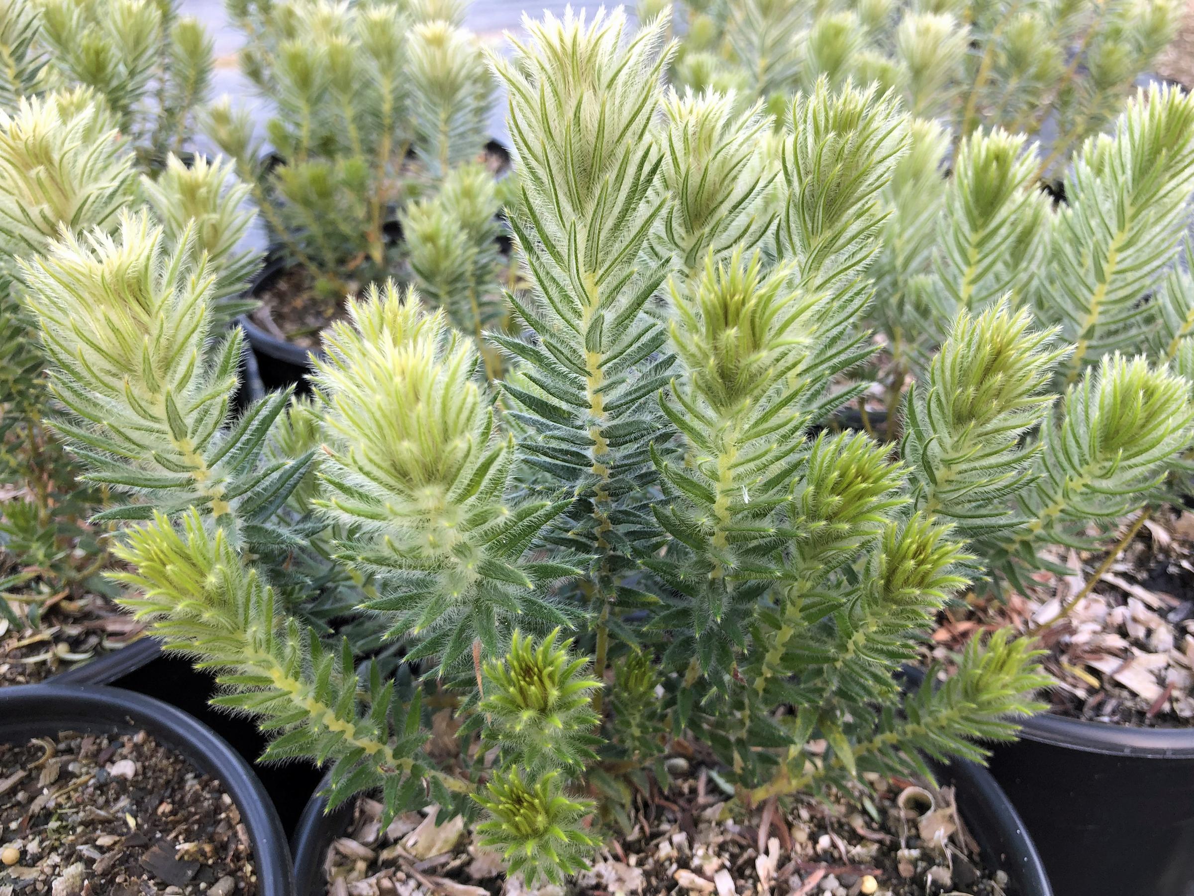 Phylica pubescens | Native Sons Wholesale Nursery