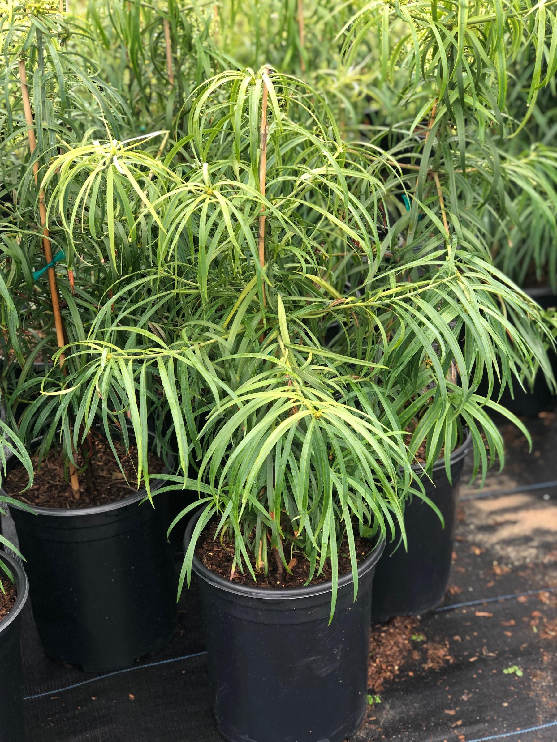 Podocarpus henkelii | Native Sons Wholesale Nursery