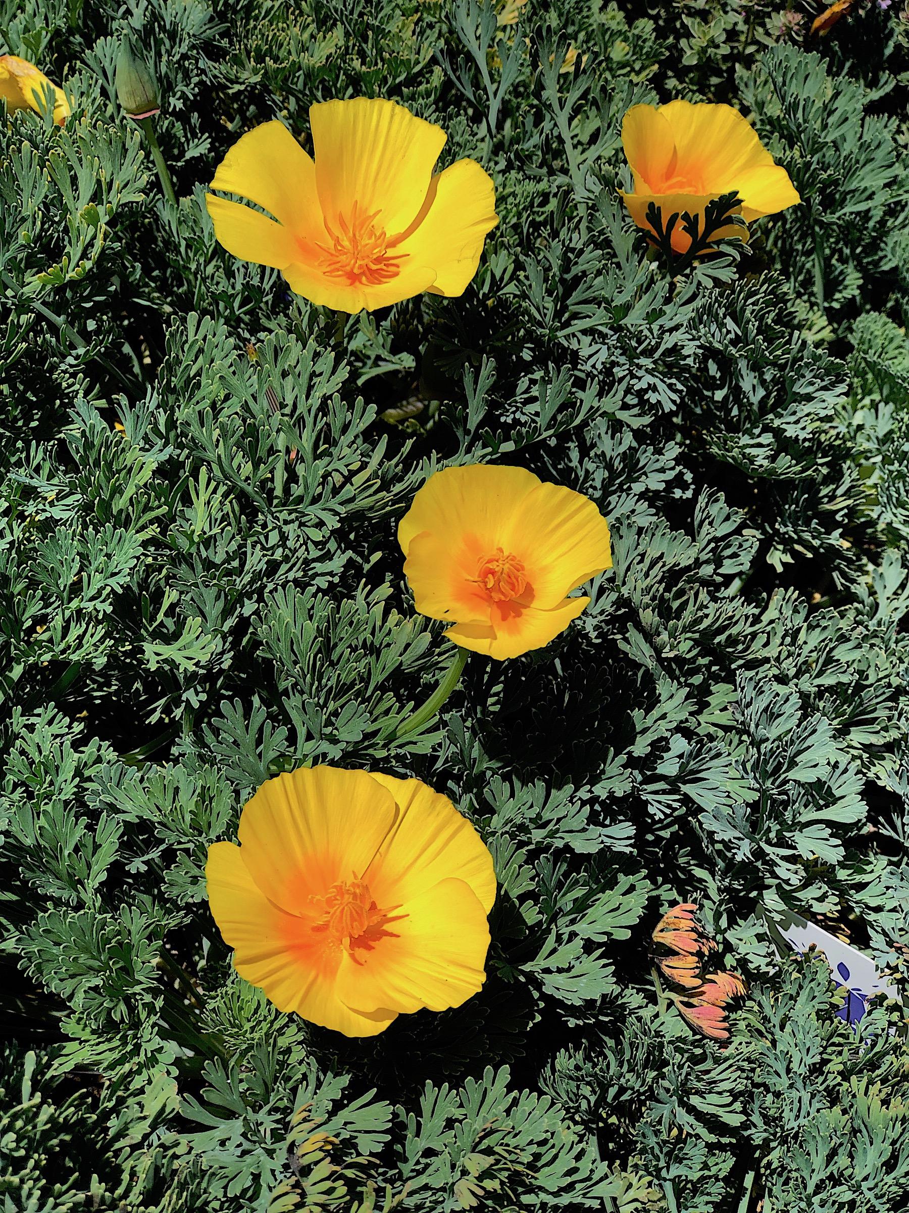 Eschscholzia cal. var. maritima 'Sonoma Coast' | Native Sons