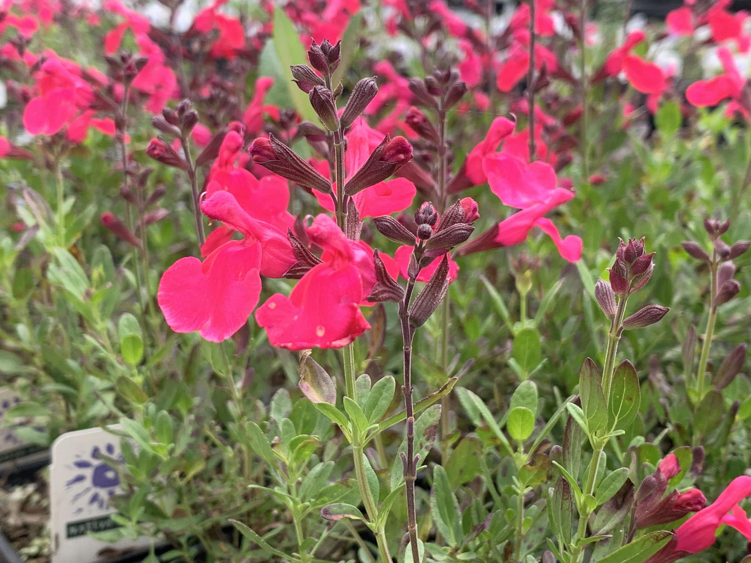 Salvia greggii 'Mirage™ Hot Pink' | Native Sons Wholesale Nursery