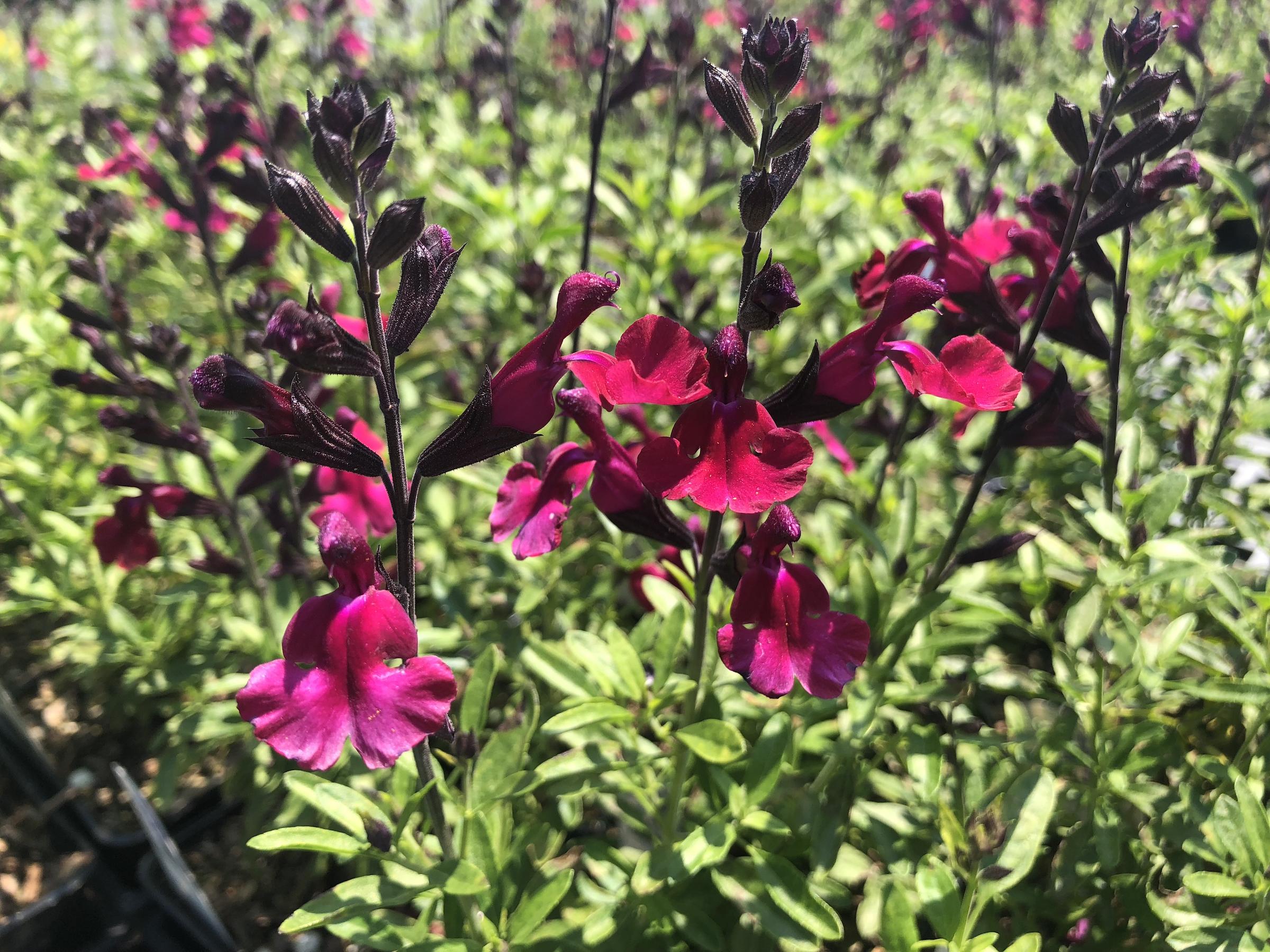 Salvia greggii 'Mirage™ Burgundy' | Native Sons Wholesale Nursery