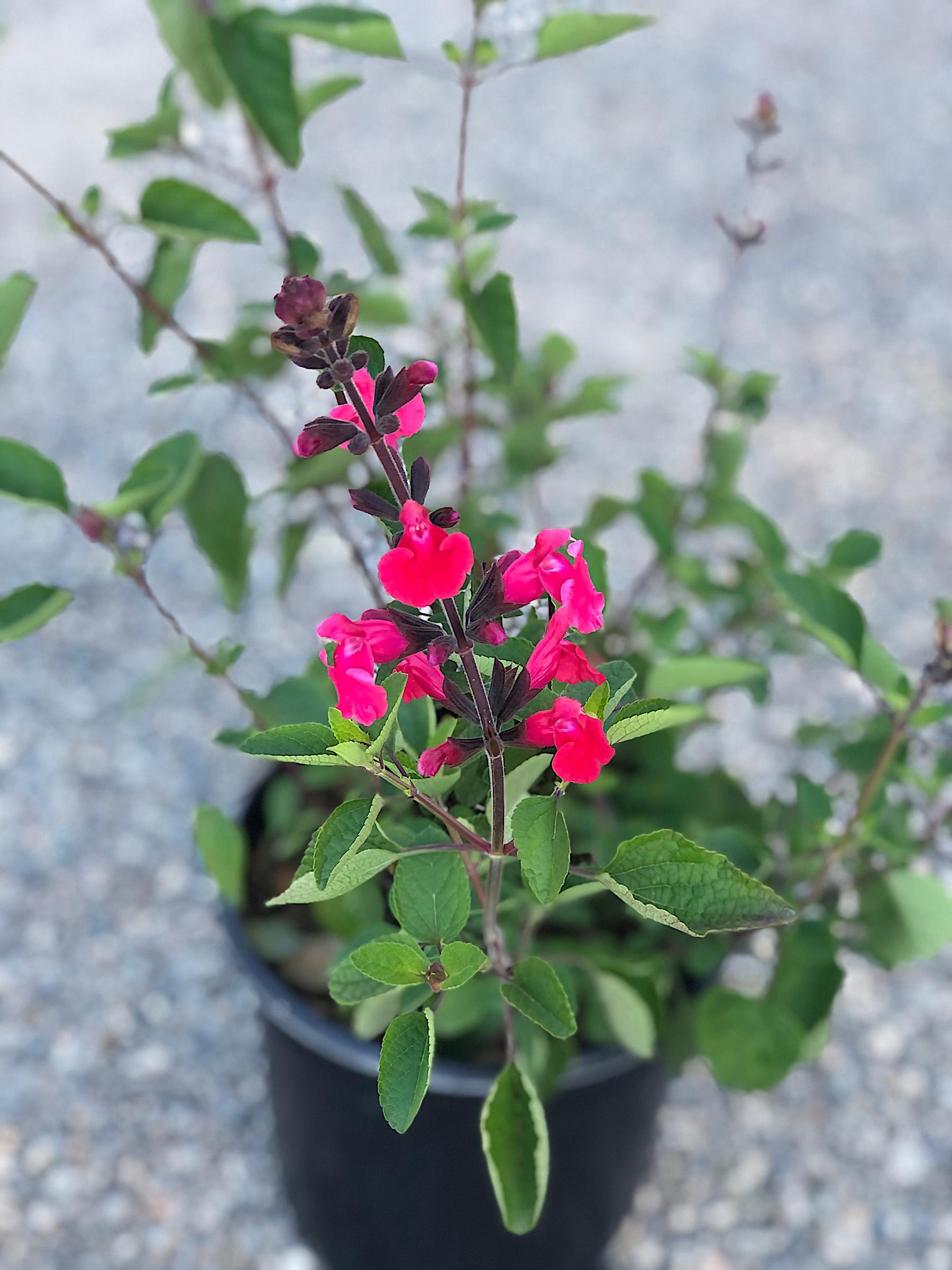 Salvia 'Pink Pong' | Native Sons Wholesale Nursery