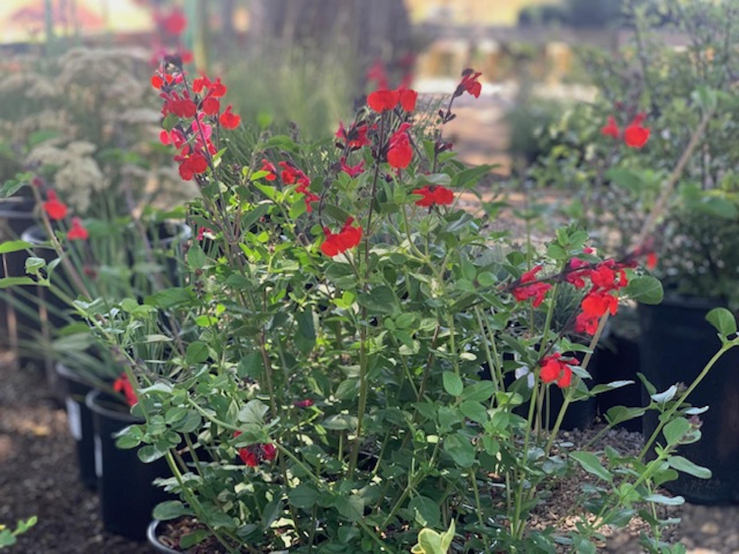 Salvia microphylla 'Royal Bumble' | Native Sons Wholesale Nursery