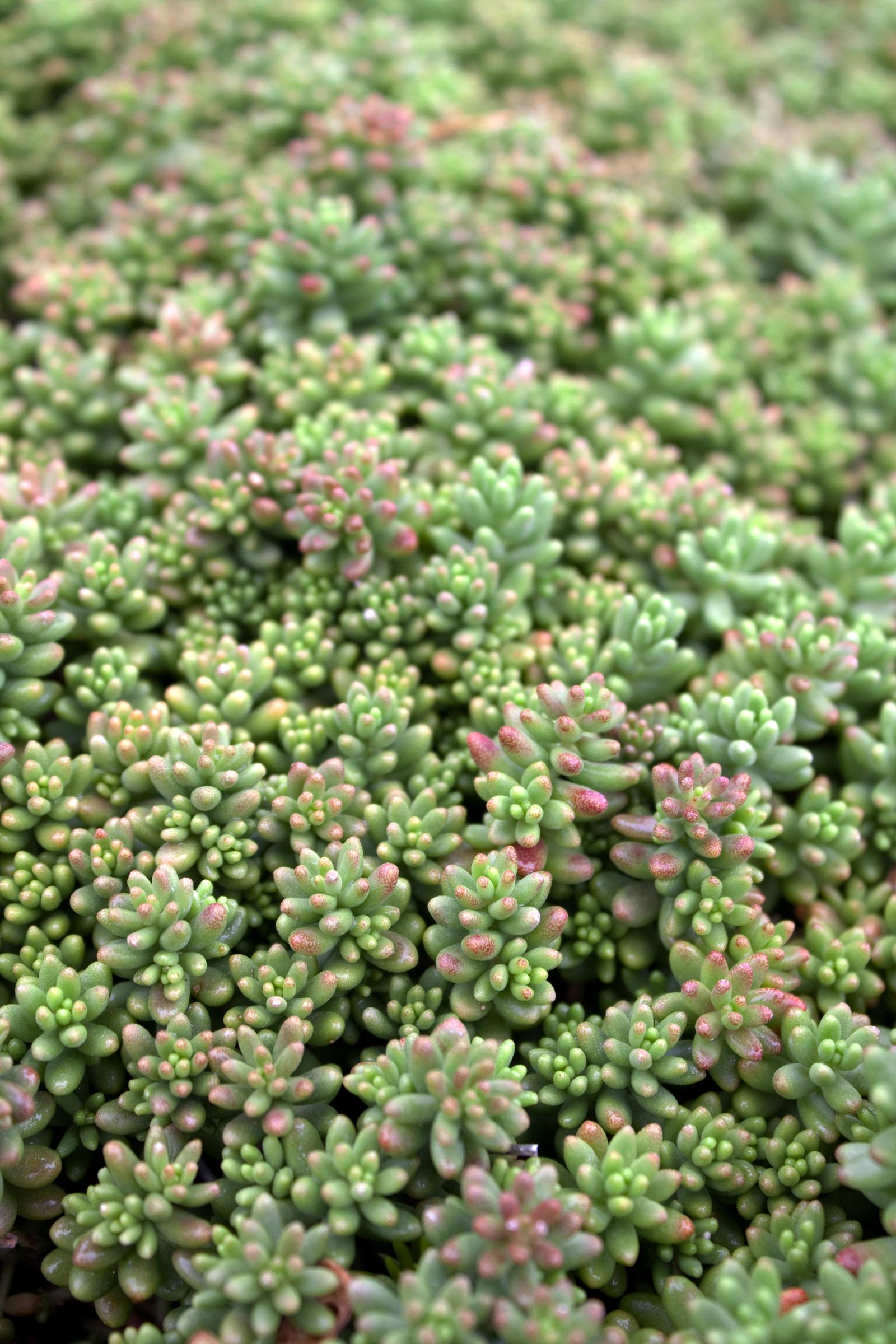 Sedum album 'Coral Carpet' | Native Sons Wholesale Nursery