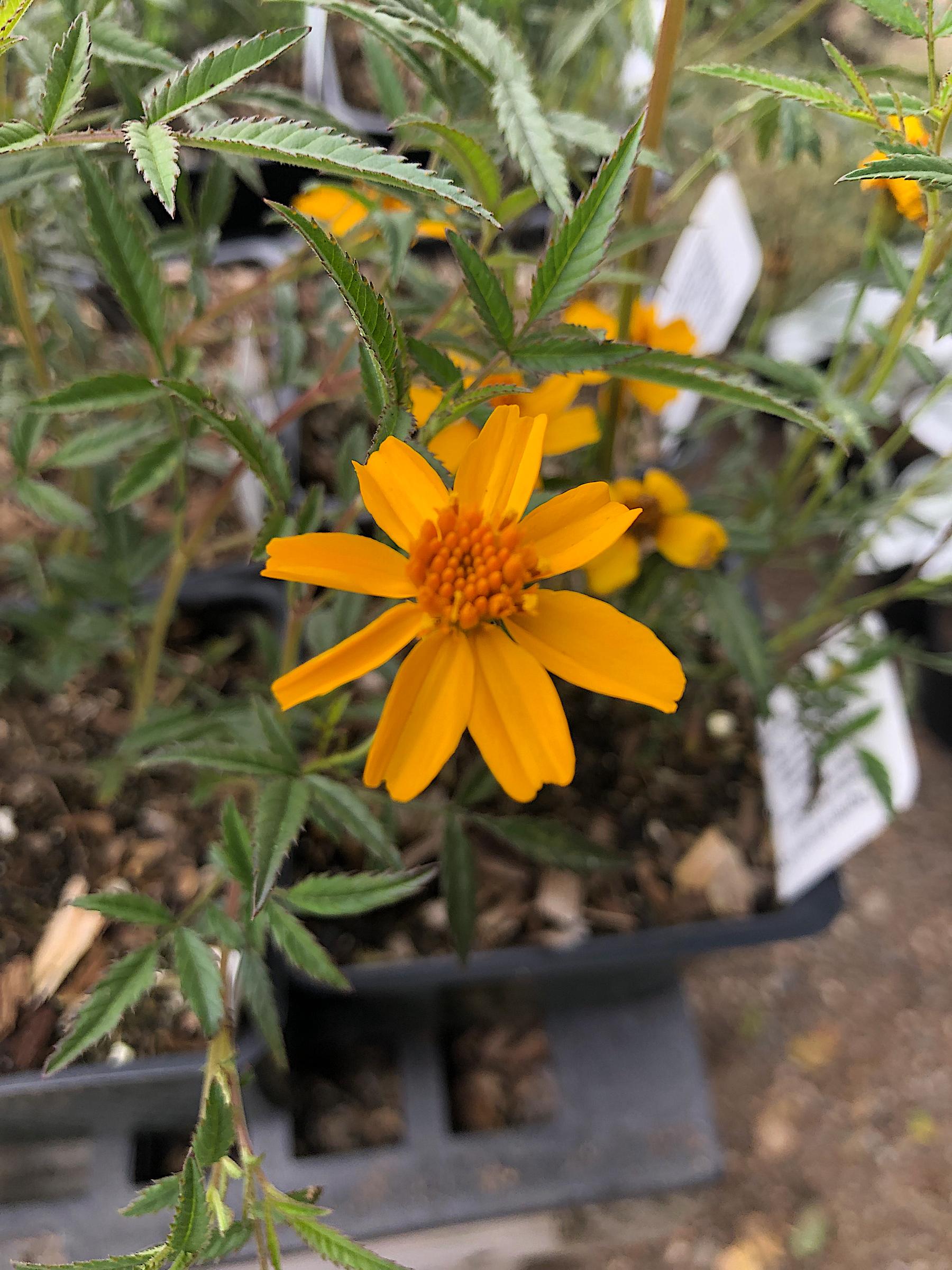 Tagetes lemmonii Native Sons Wholesale Nursery