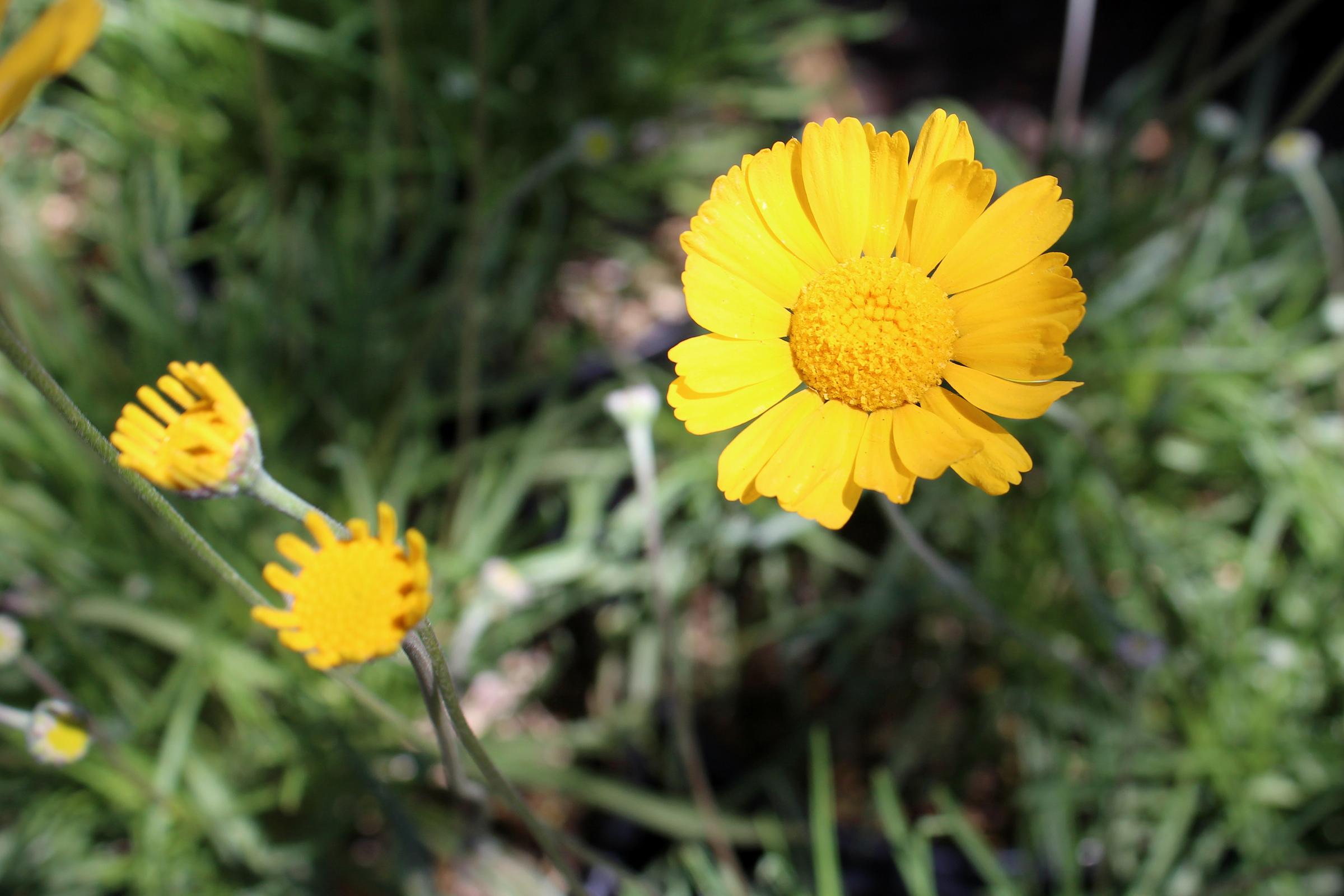 Tetraneuris acaulis var. caespitosa | Native Sons Wholesale Nursery