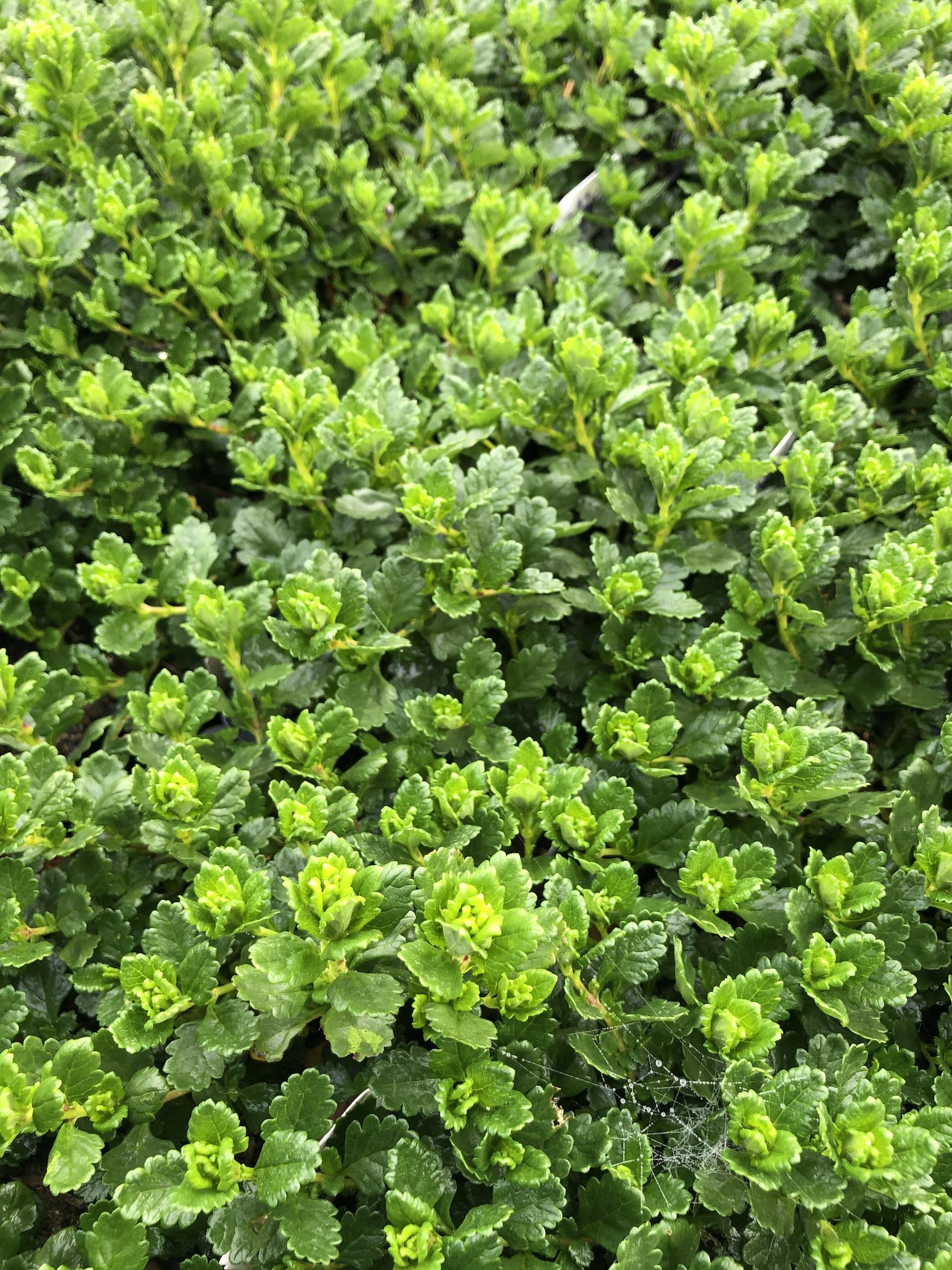 Teucrium chamaedrys 'Tickle Pink' | Native Sons Wholesale Nursery