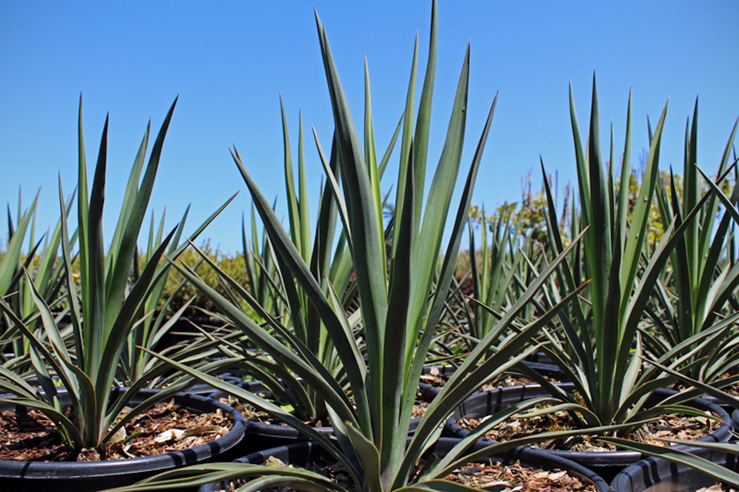 Blue sentry yucca plant