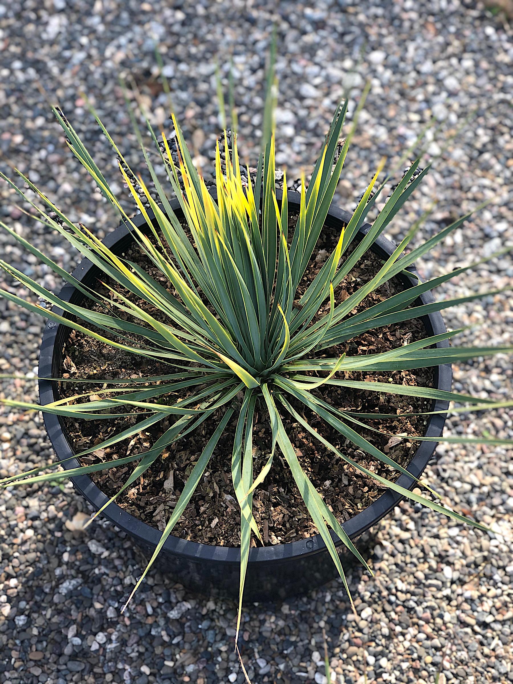 Yucca rostrata 'Sapphire Skies' | Native Sons Wholesale Nursery