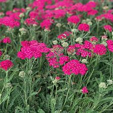 Achillea millefolium 'Rosa Maria' - Yarrow