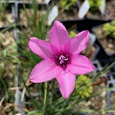 Dierama trichorhizum - Wand flower