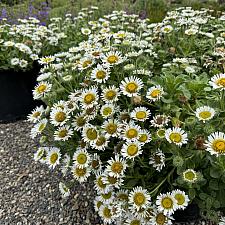 Erigeron glaucus 'White Lights' - White Seaside Daisy