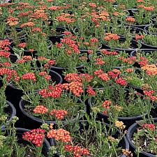 Achillea millefolium Milly Rock™ 'Red' - Yarrow