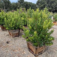 Arbutus unedo ‘Compacta’ - Strawberry tree