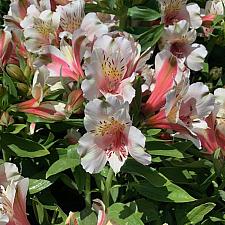 Alstroemeria 'Inca Tirol'® - Peruvian Lily