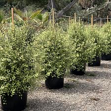 Pittosporum tenuifolium 'Ivory Sheen' - Tawhiwhi